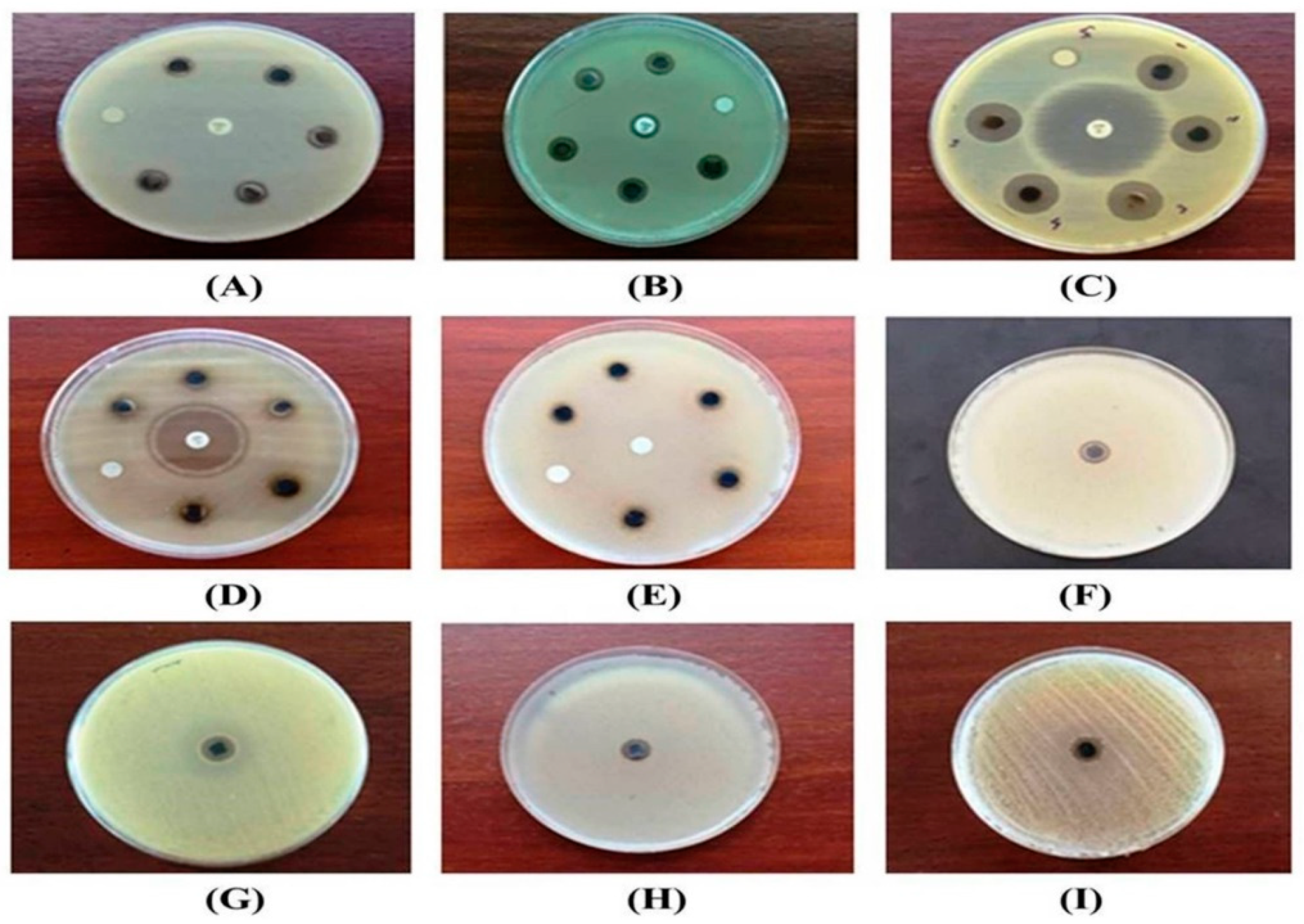 Pharmaceutics 13 00511 g008