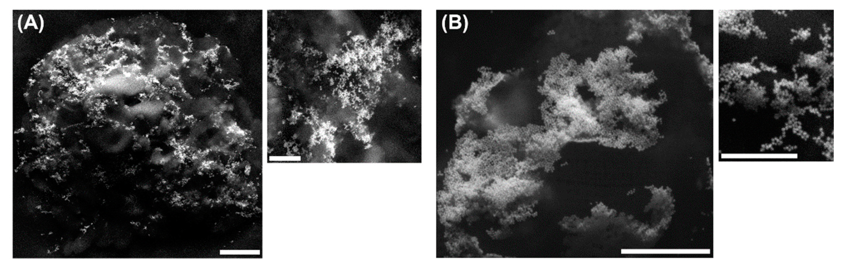 Pharmaceutics 13 00513 g008