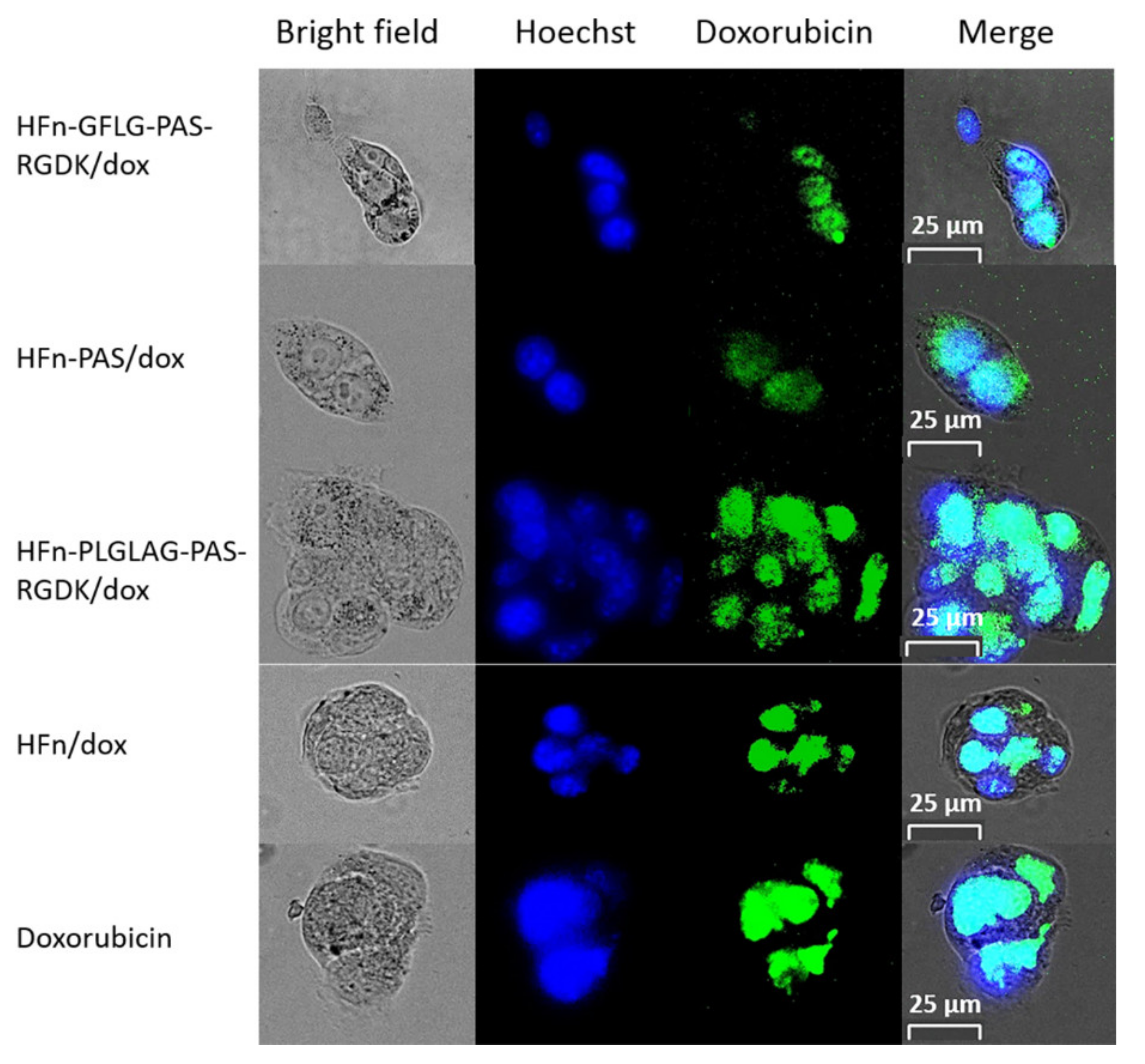 Pharmaceutics 13 00521 g003