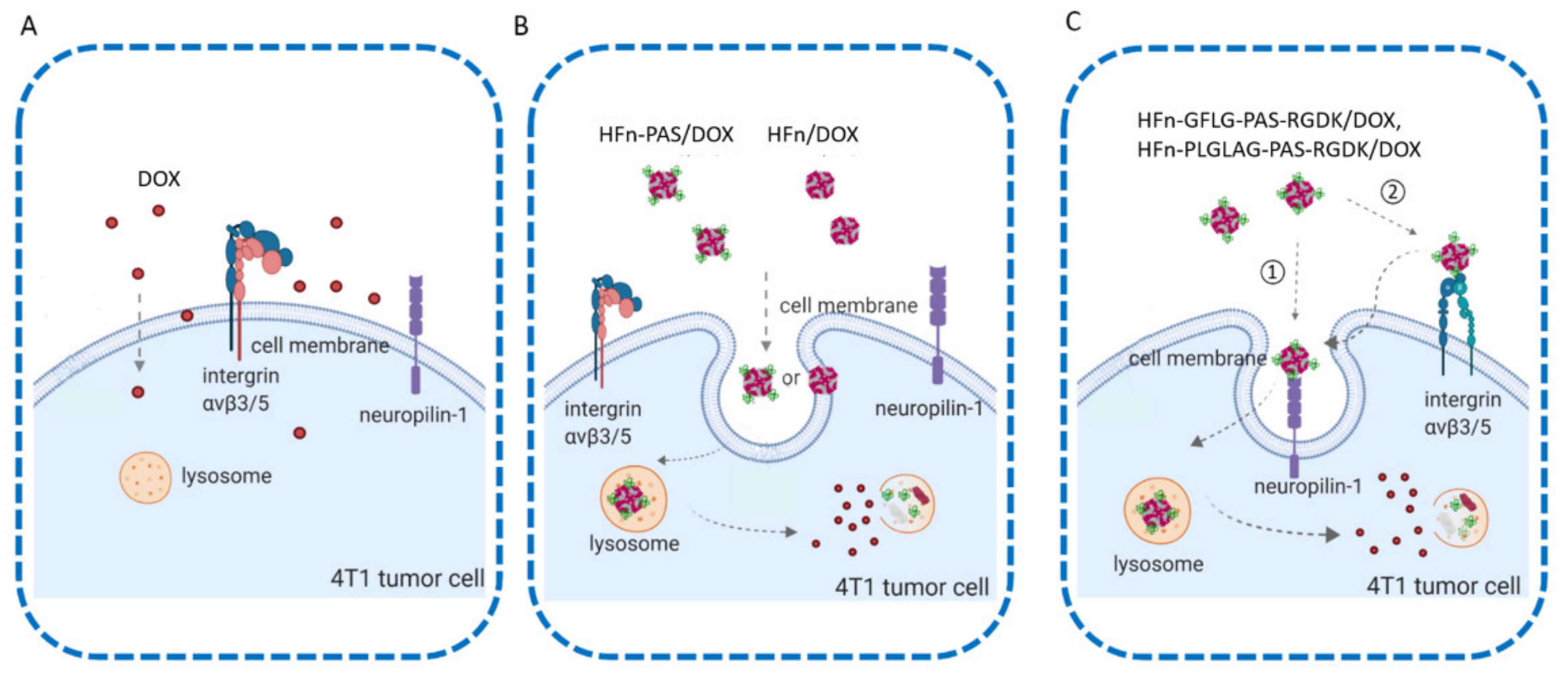 Pharmaceutics 13 00521 g008
