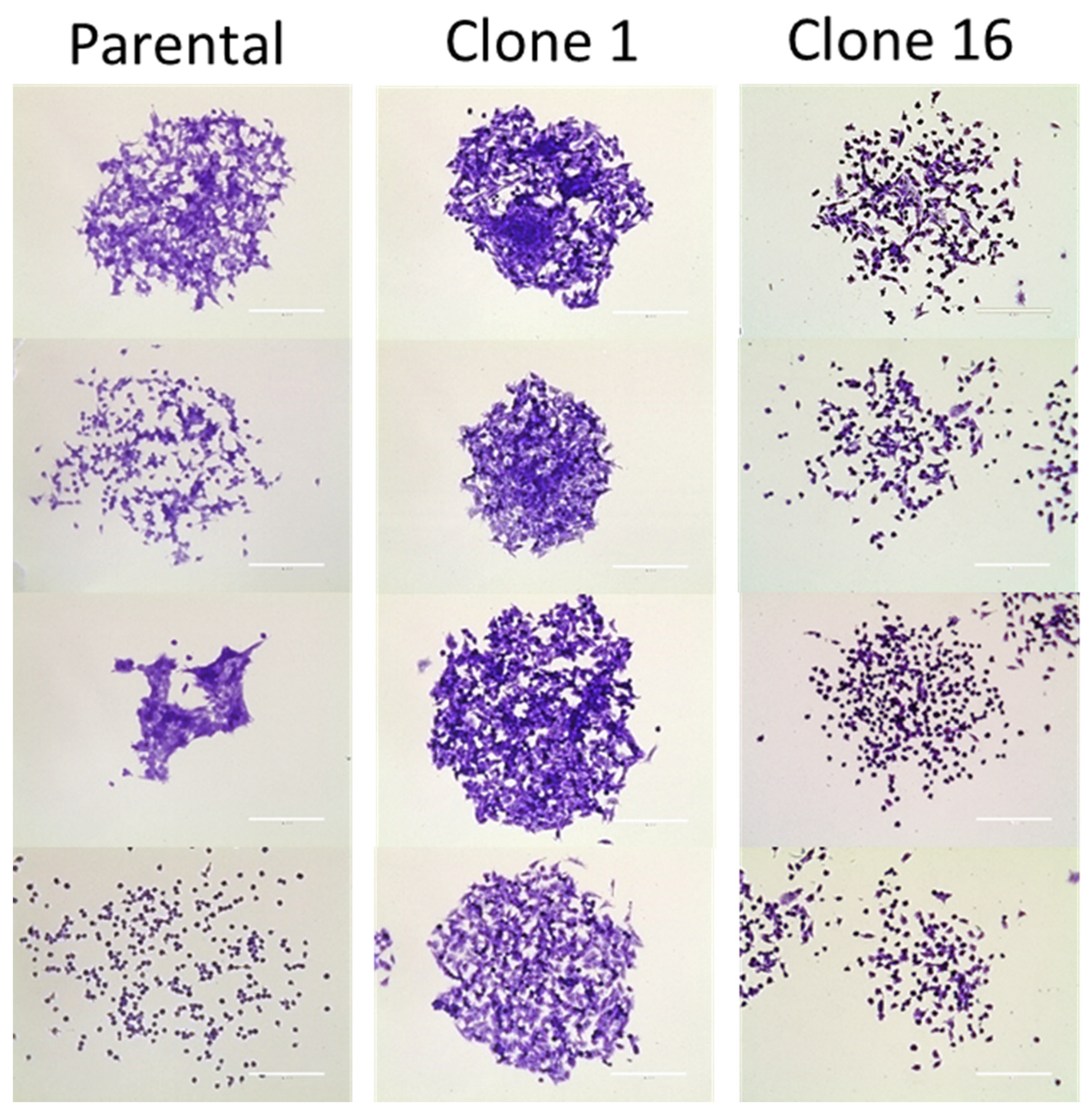Pharmaceutics 13 00530 g001 Pharmaceutics 13 00530 g001
