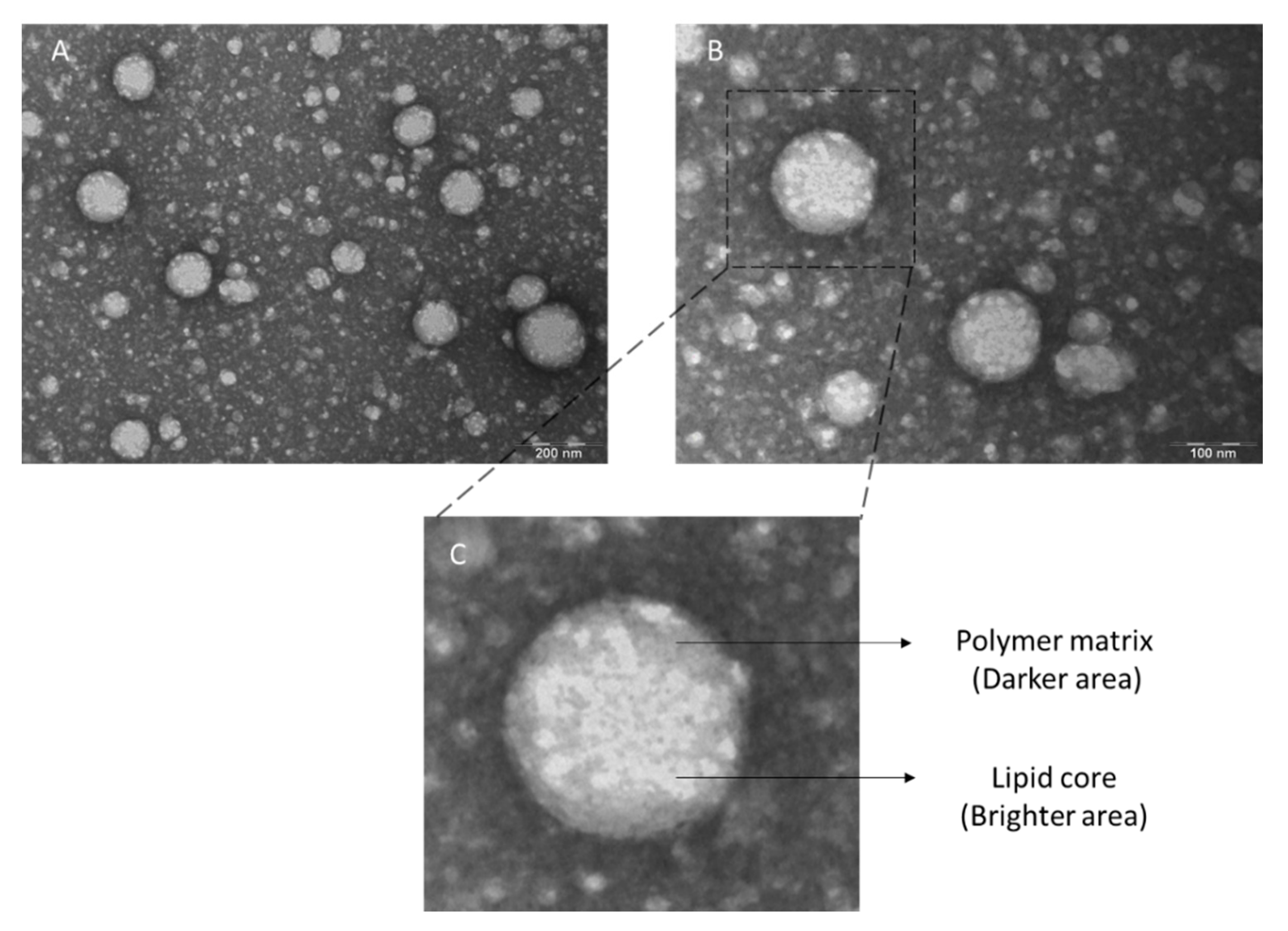 Pharmaceutics 13 00533 g002 Pharmaceutics 13 00533 g002
