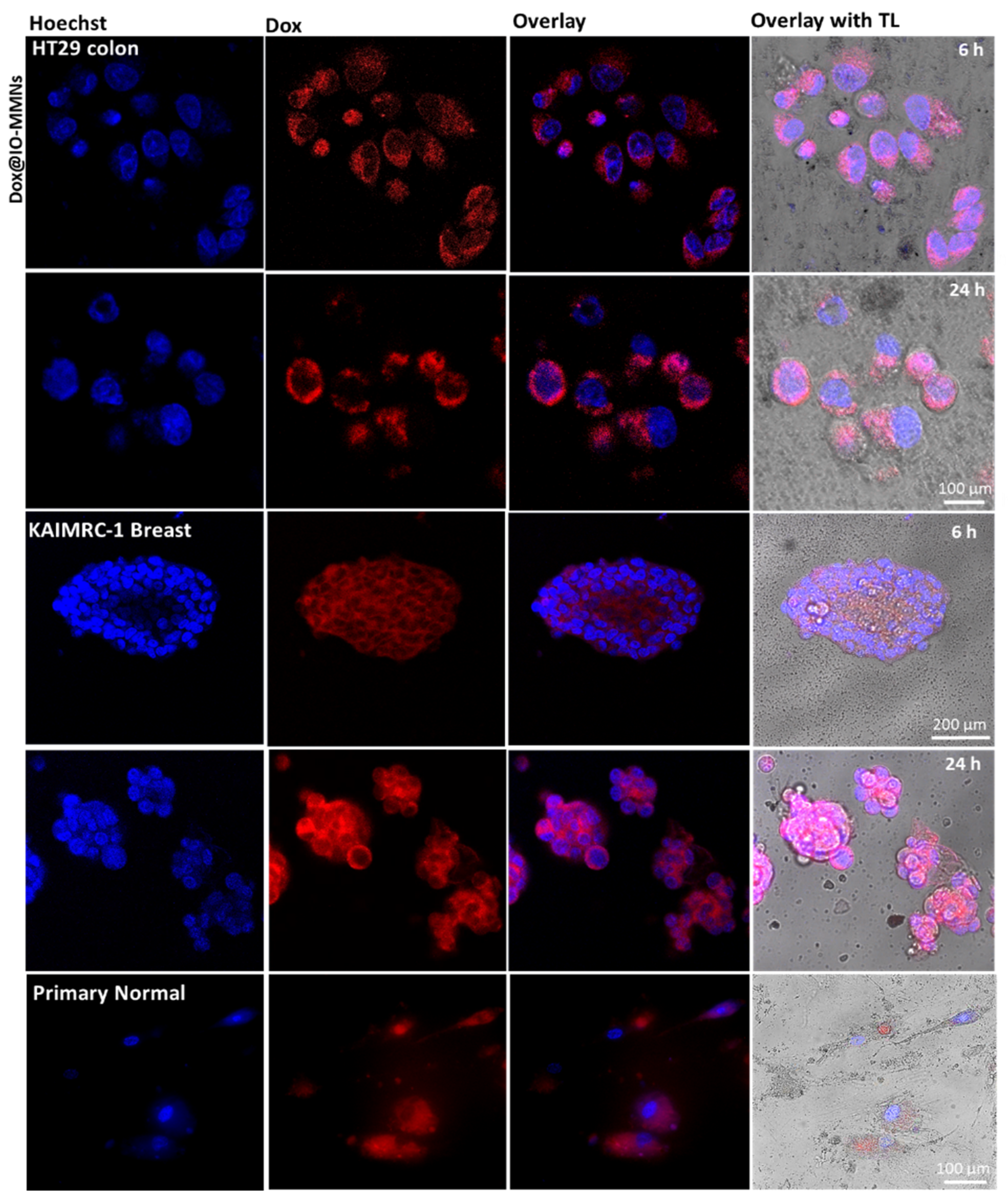 Pharmaceutics 13 00553 g007