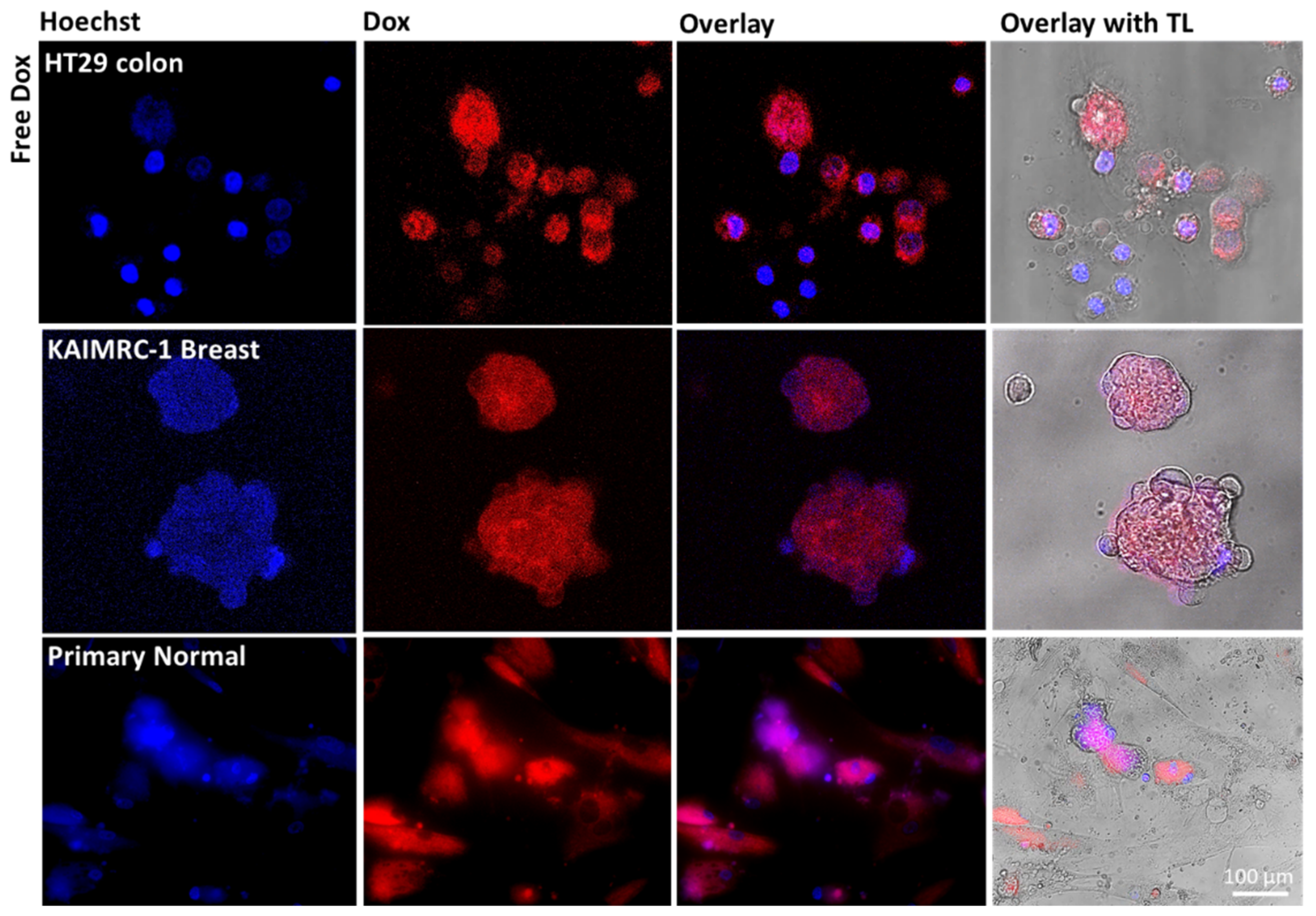 Pharmaceutics 13 00553 g008