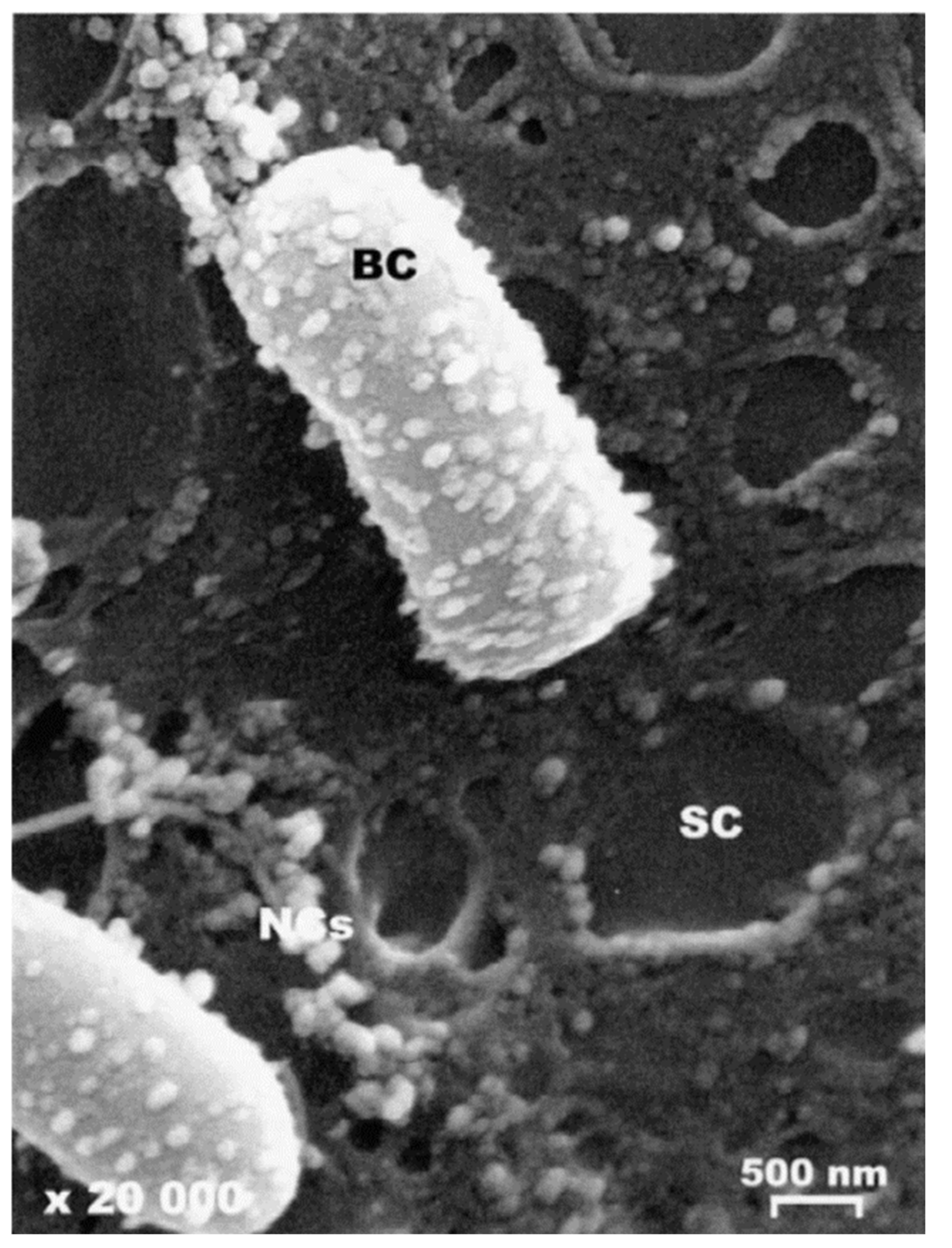 Pharmaceutics 13 00558 g008 Pharmaceutics 13 00558 g008