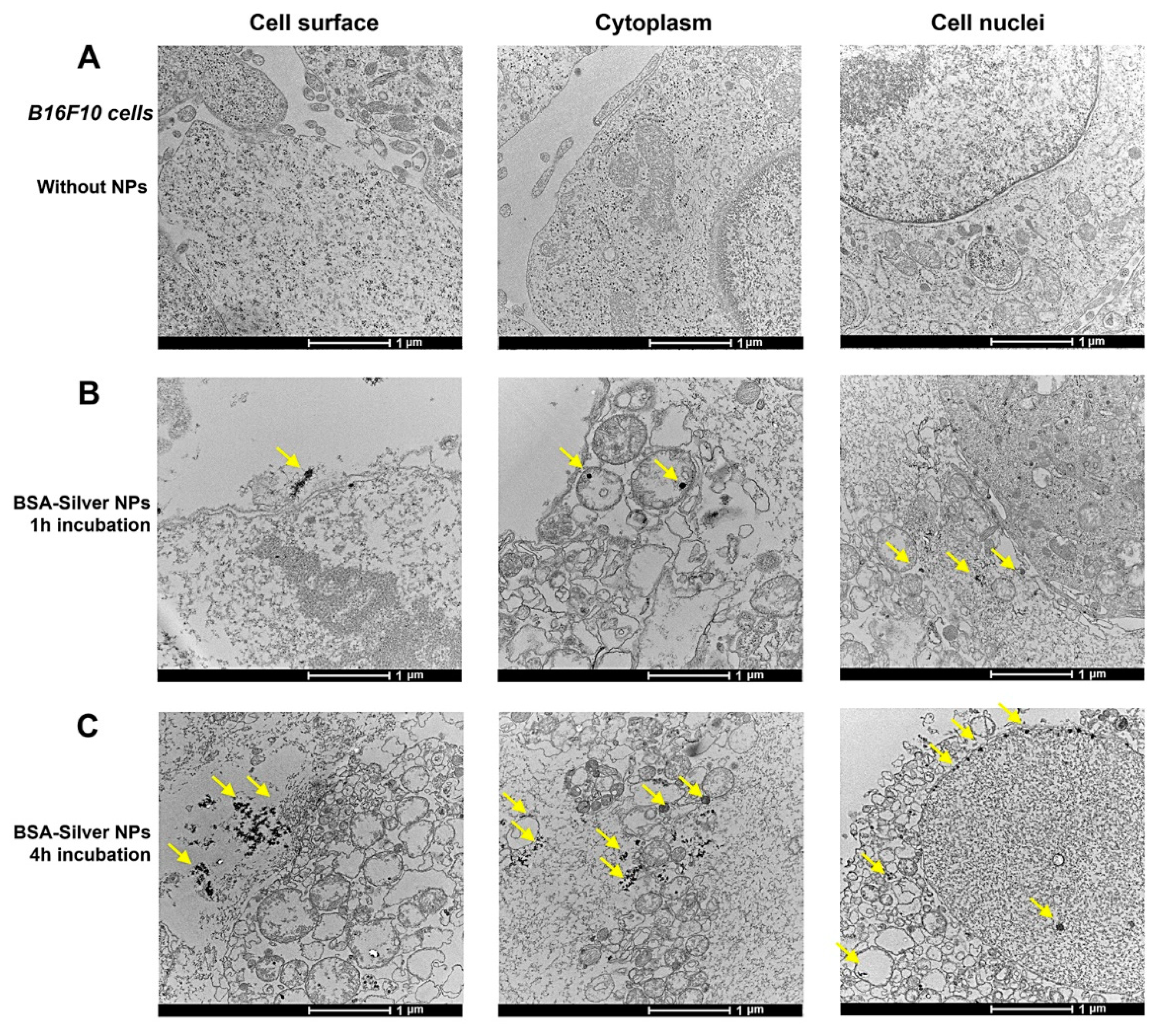 Pharmaceutics 13 00575 g004