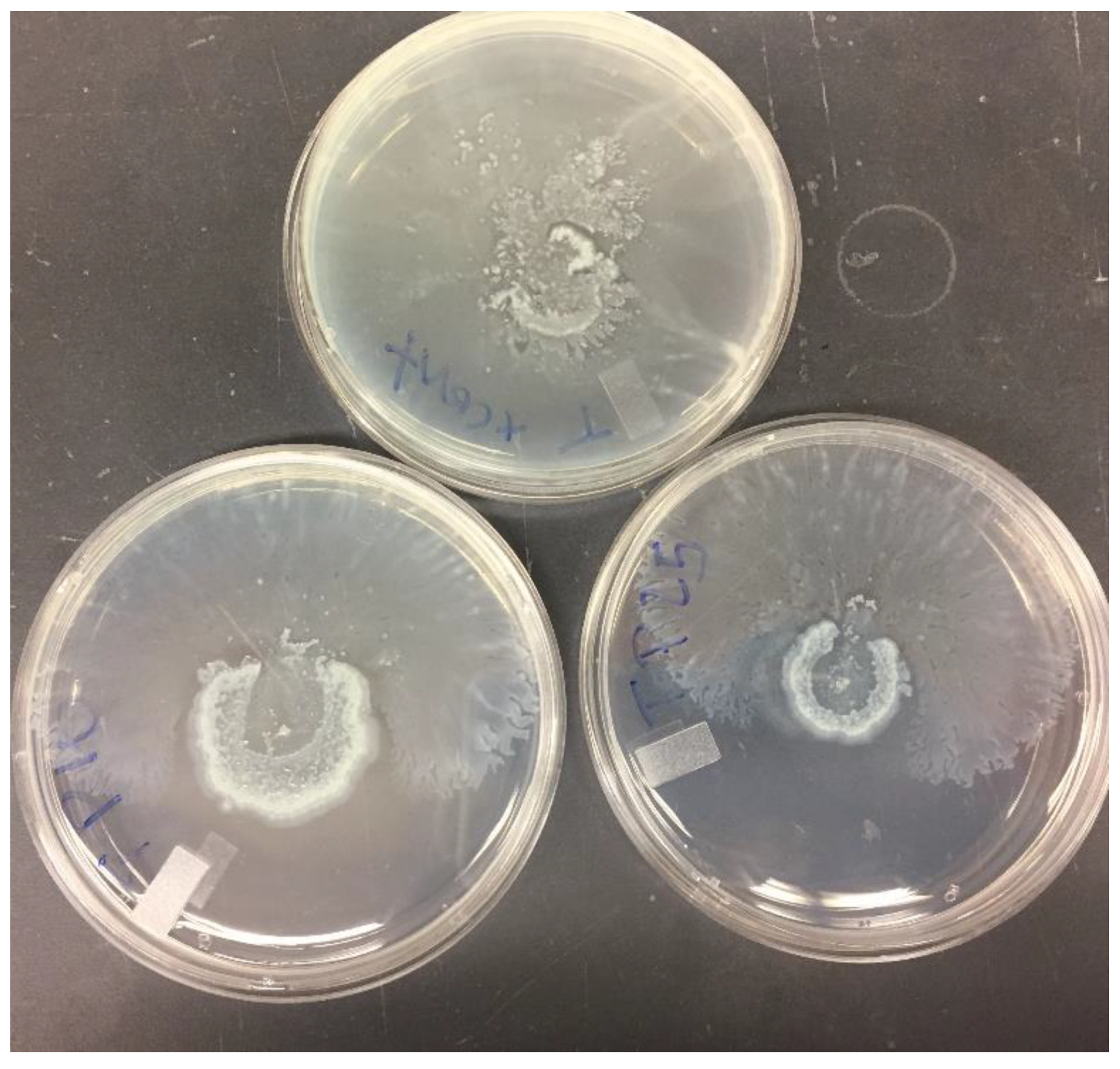 Pharmaceutics 13 00577 g008