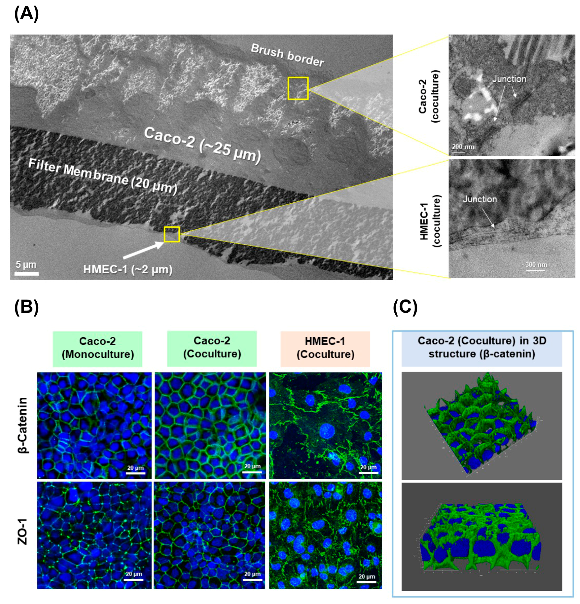 Pharmaceutics 13 00595 g001