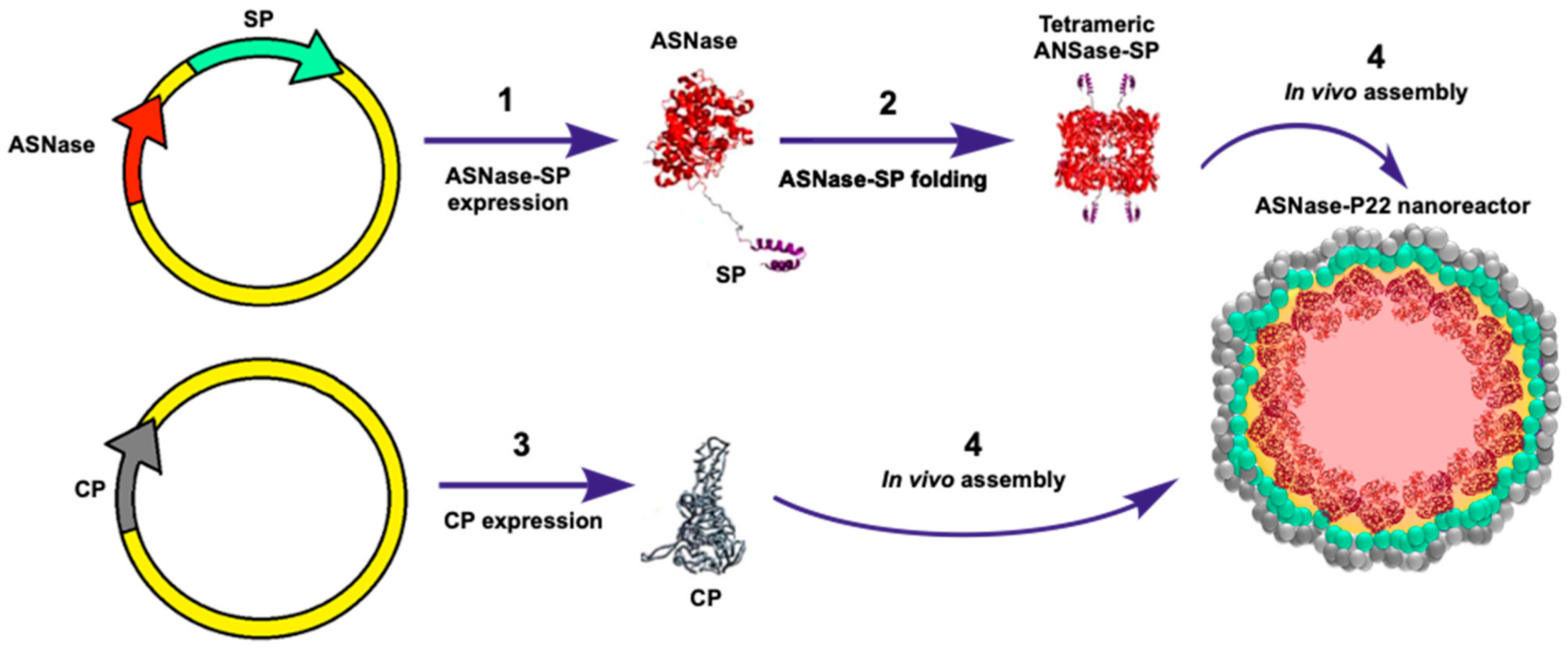 Pharmaceutics 13 00604 g001