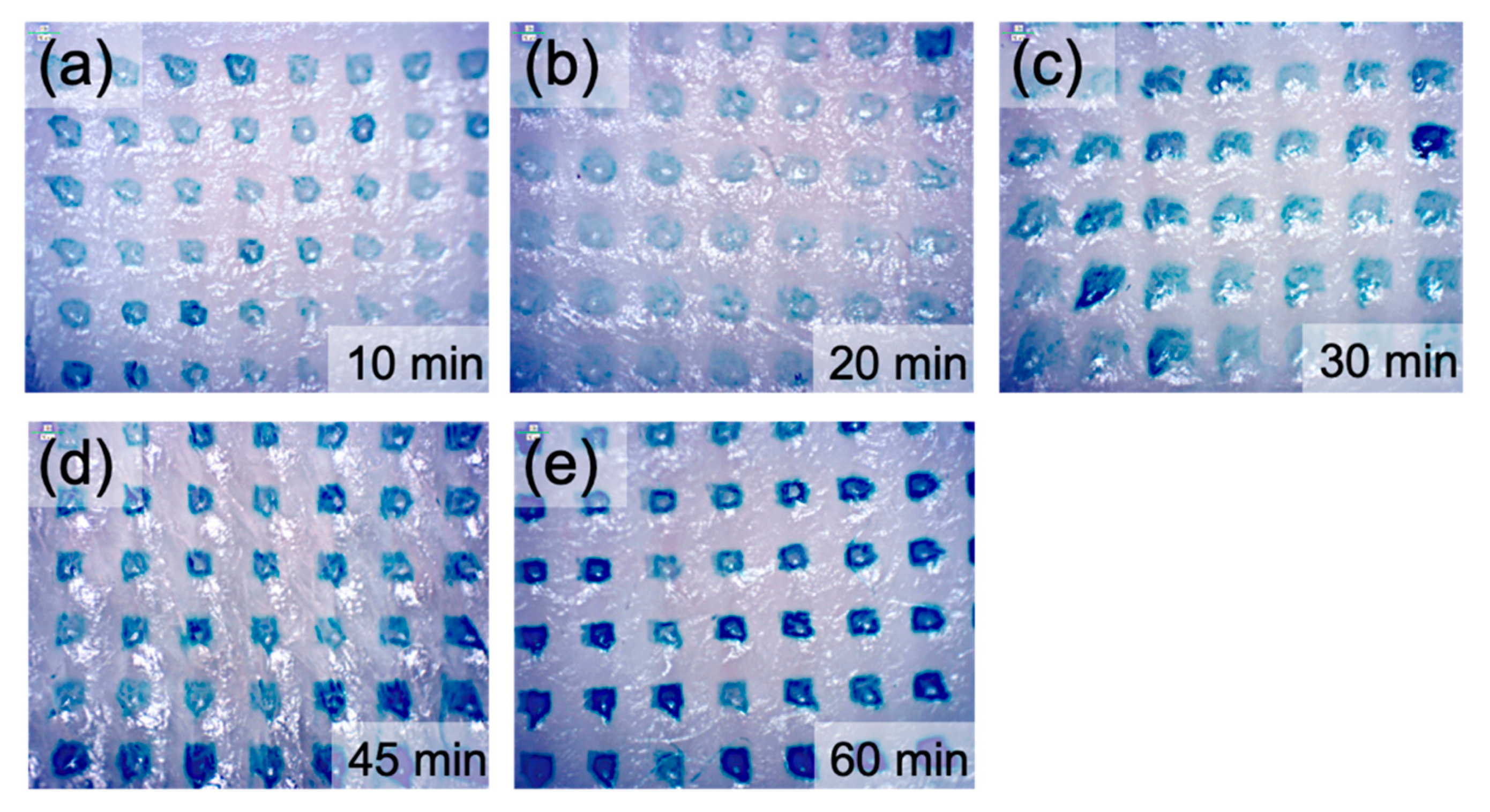 Pharmaceutics 13 00607 g005