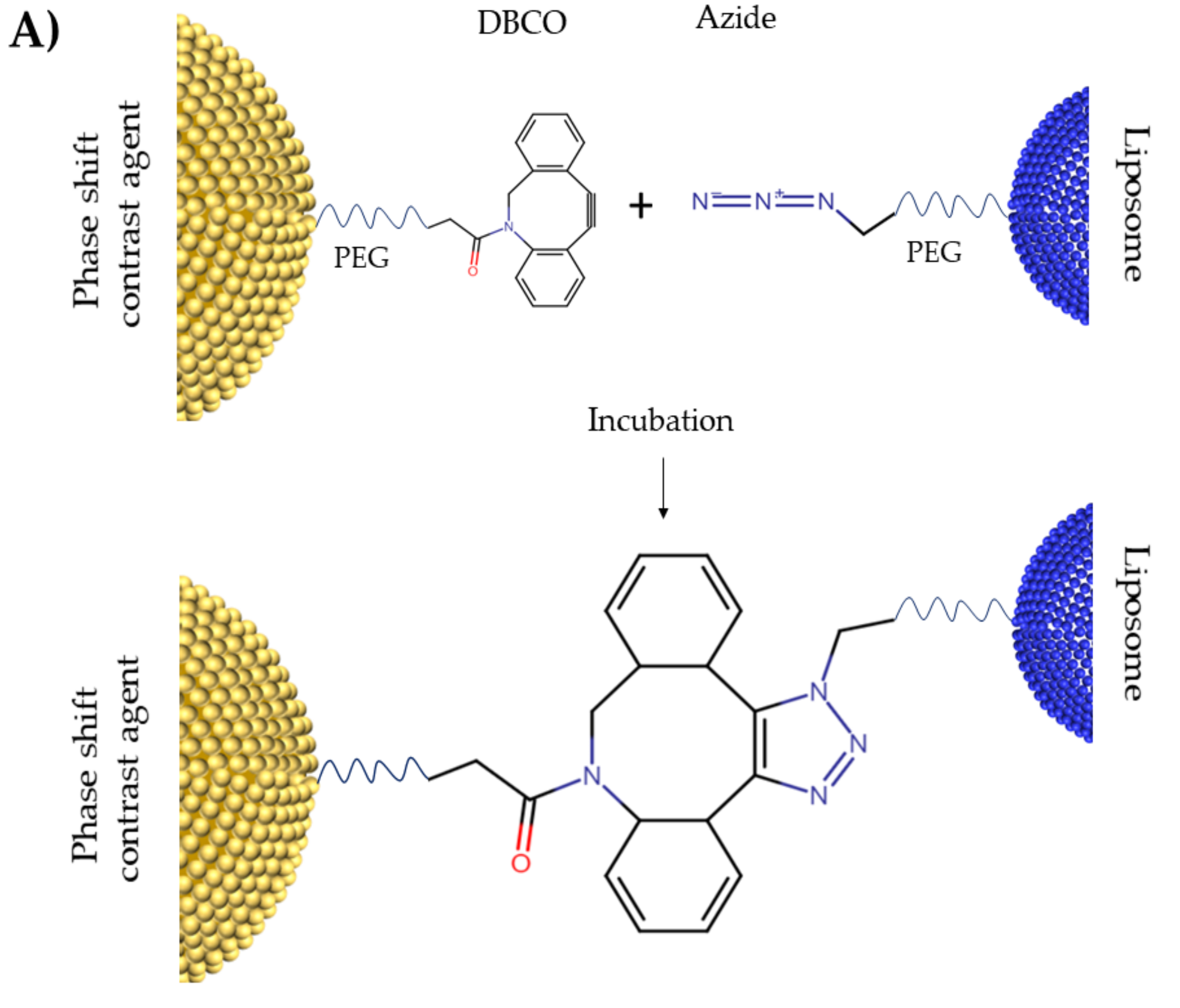 Pharmaceutics 13 00609 g002a