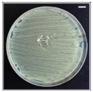 Pharmaceutics 13 00613 i001 Pharmaceutics 13 00613 i001