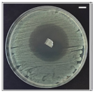 Pharmaceutics 13 00613 i002 Pharmaceutics 13 00613 i002