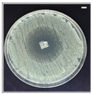 Pharmaceutics 13 00613 i003 Pharmaceutics 13 00613 i003