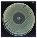 Pharmaceutics 13 00613 i004 Pharmaceutics 13 00613 i004