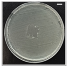 Pharmaceutics 13 00613 i005 Pharmaceutics 13 00613 i005