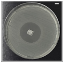 Pharmaceutics 13 00613 i006 Pharmaceutics 13 00613 i006