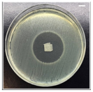 Pharmaceutics 13 00613 i007 Pharmaceutics 13 00613 i007