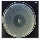 Pharmaceutics 13 00613 i008 Pharmaceutics 13 00613 i008