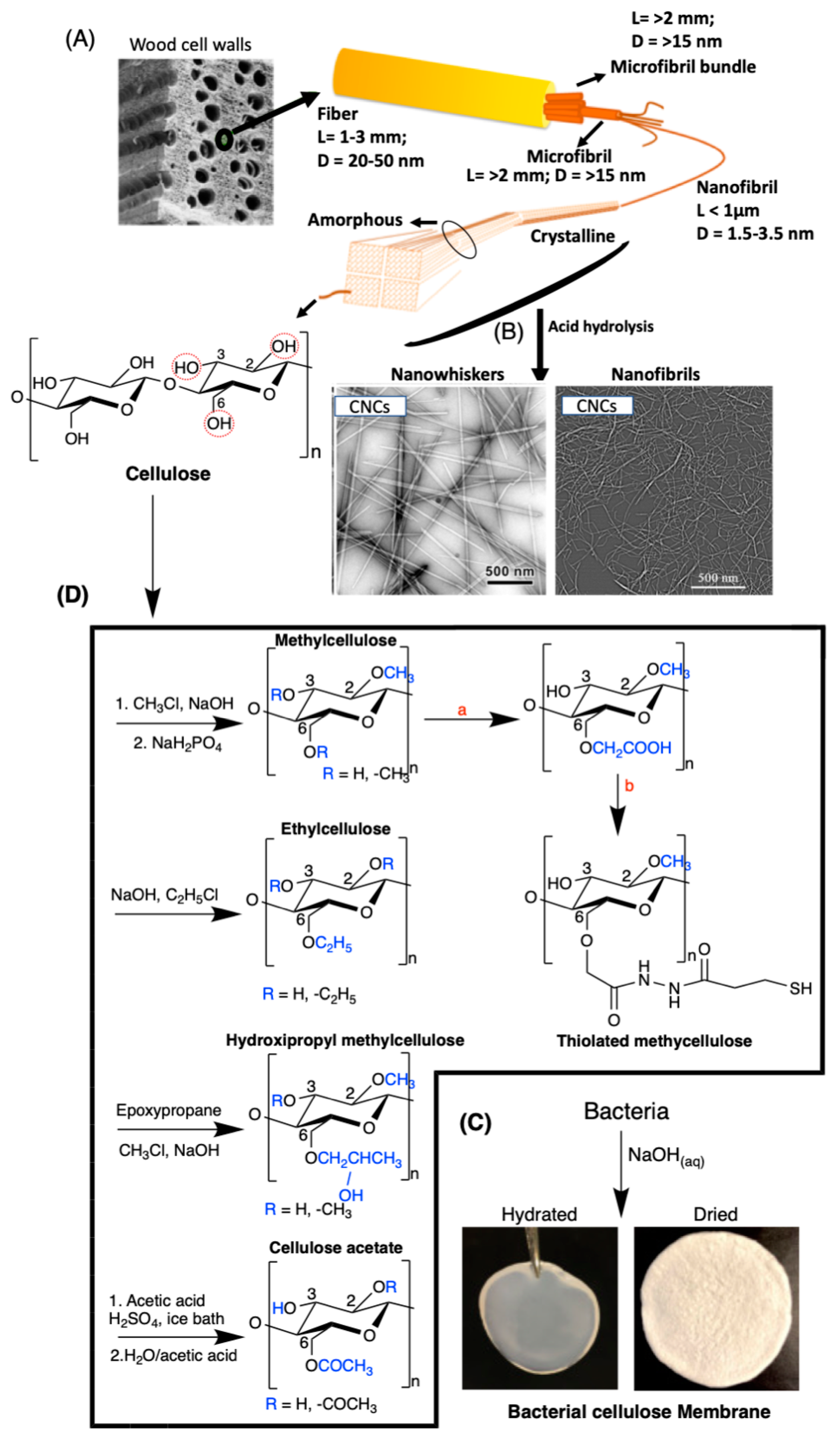 Pharmaceutics 13 00621 g006
