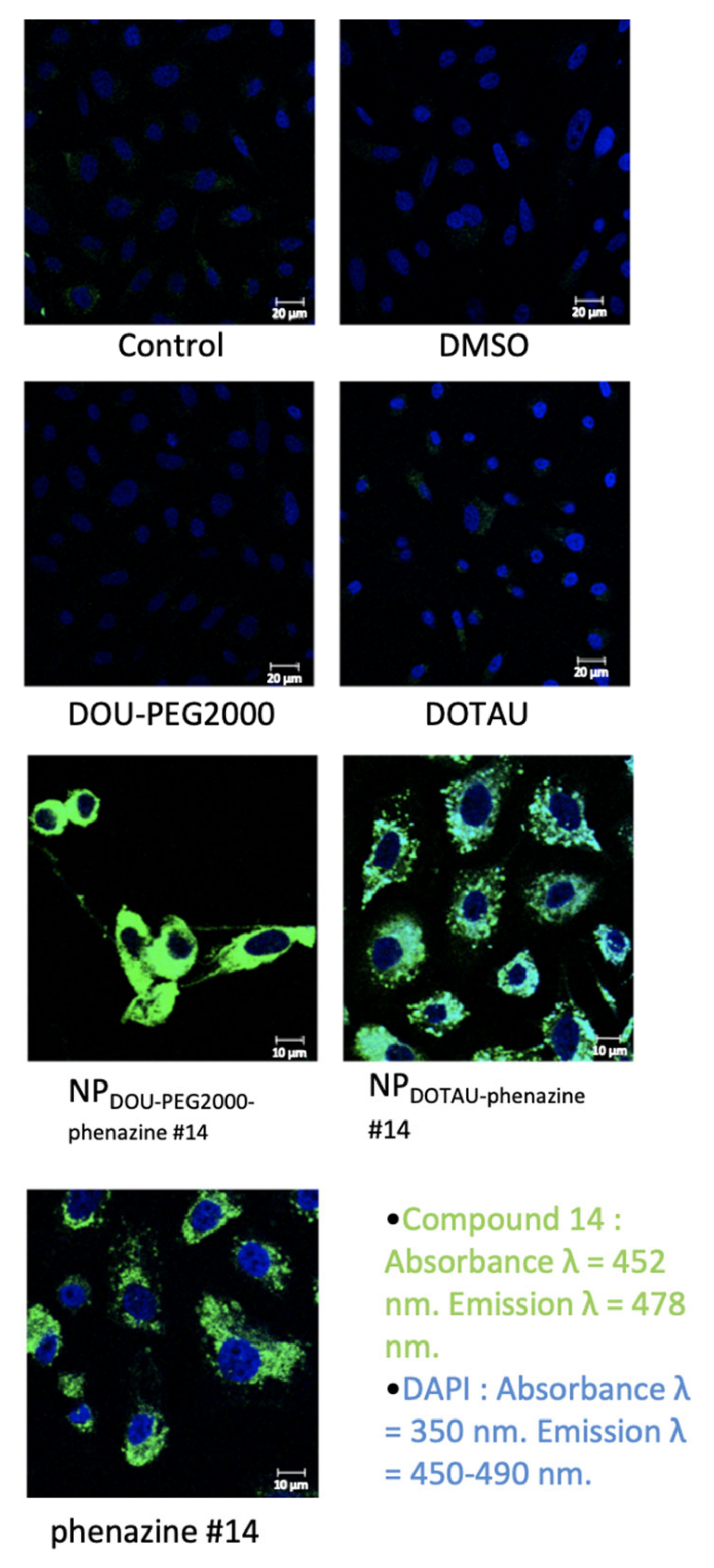 Pharmaceutics 13 00623 g003 Pharmaceutics 13 00623 g003