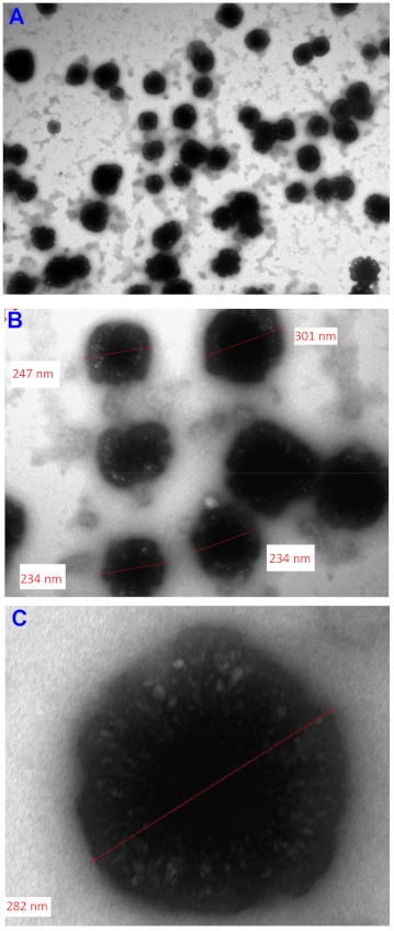 Pharmaceutics 13 00627 g006