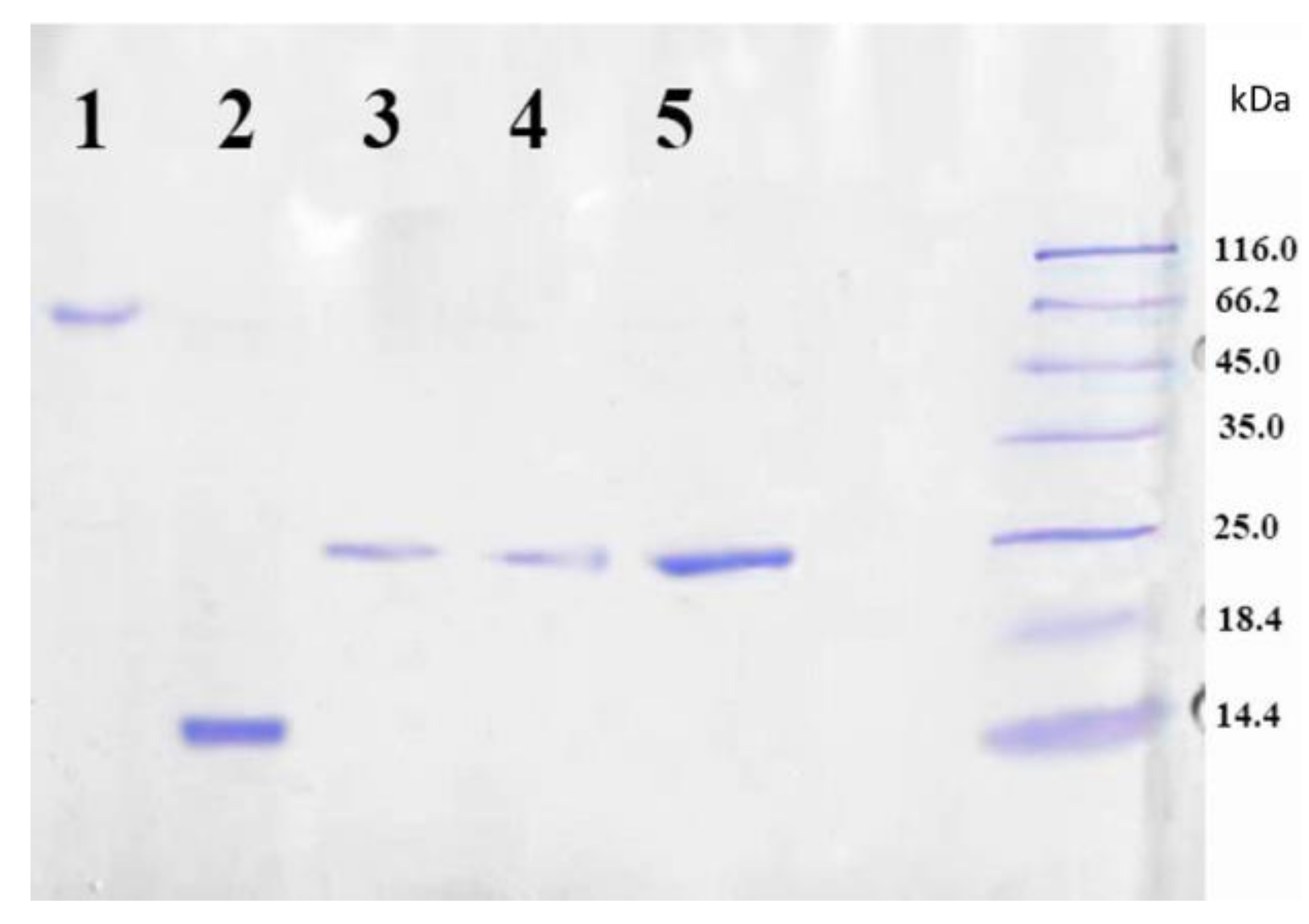 Pharmaceutics 13 00672 g003