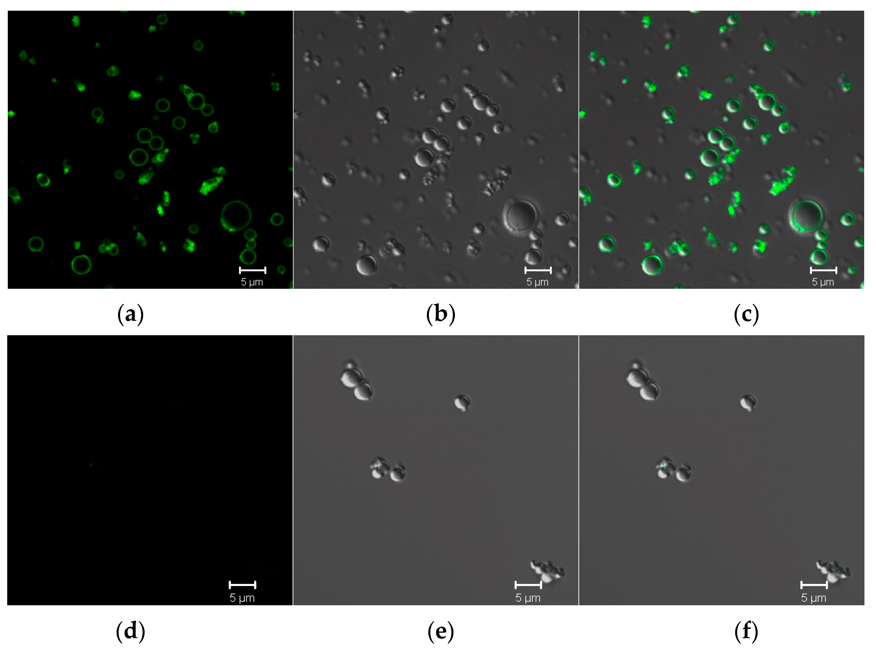 Pharmaceutics 13 00672 g009
