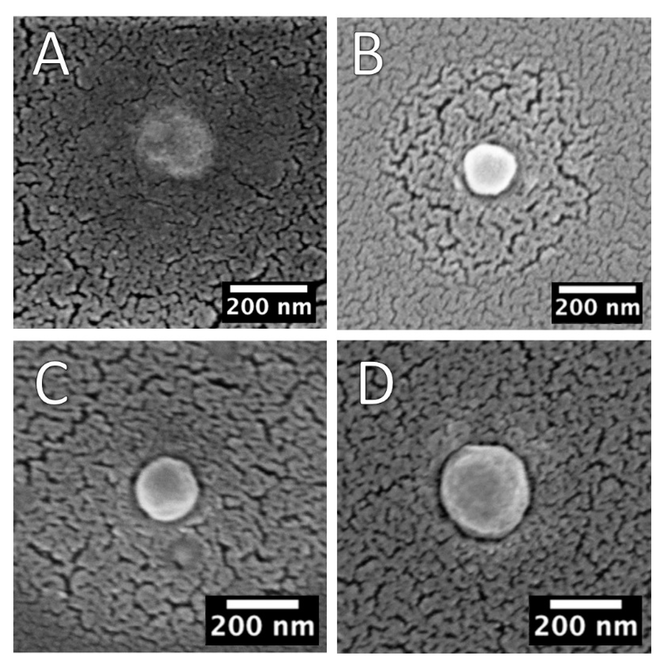 Pharmaceutics 13 00687 g004