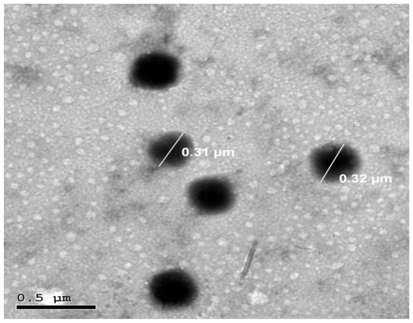 Pharmaceutics 13 00700 g003