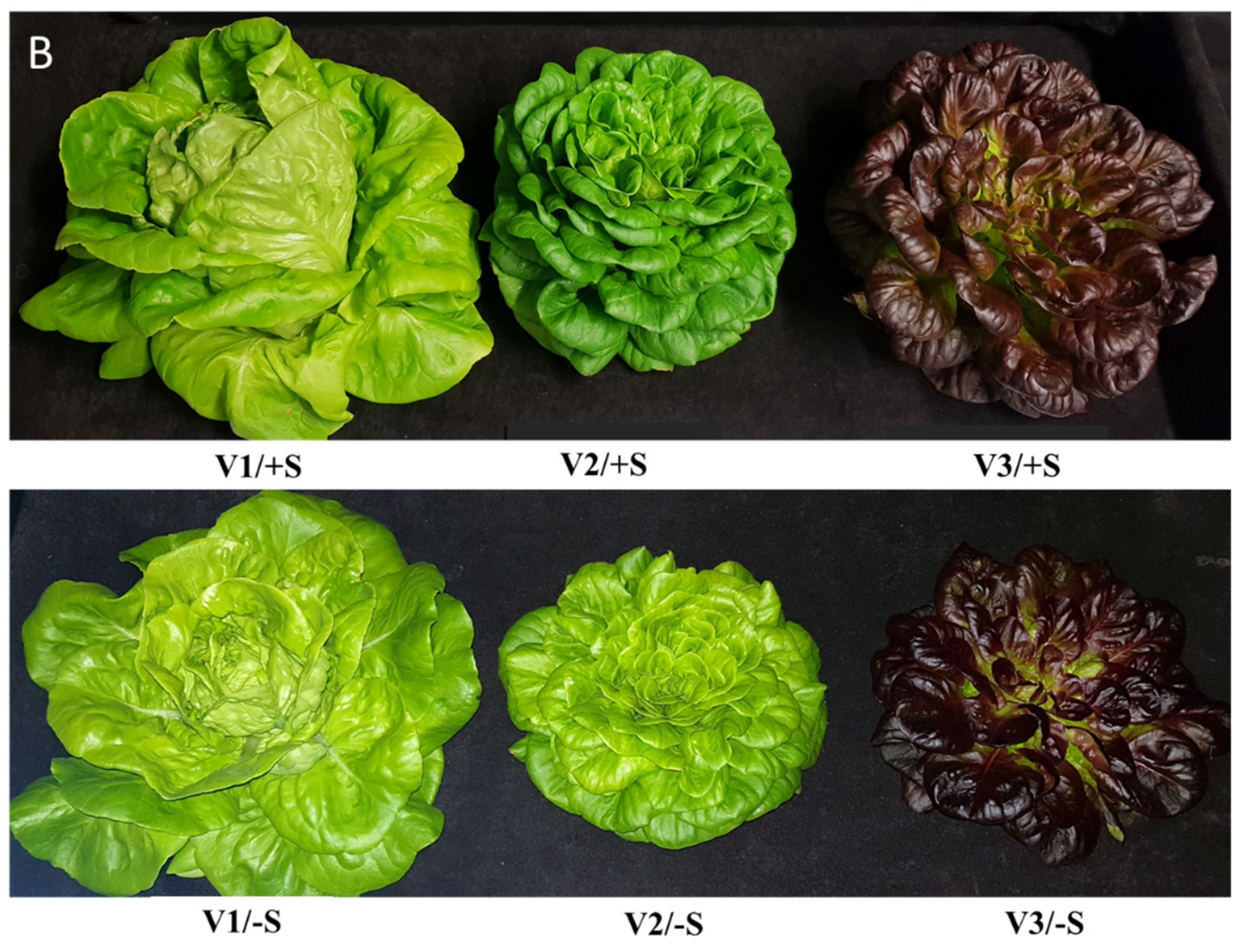 Pharmaceutics 13 00713 g001b