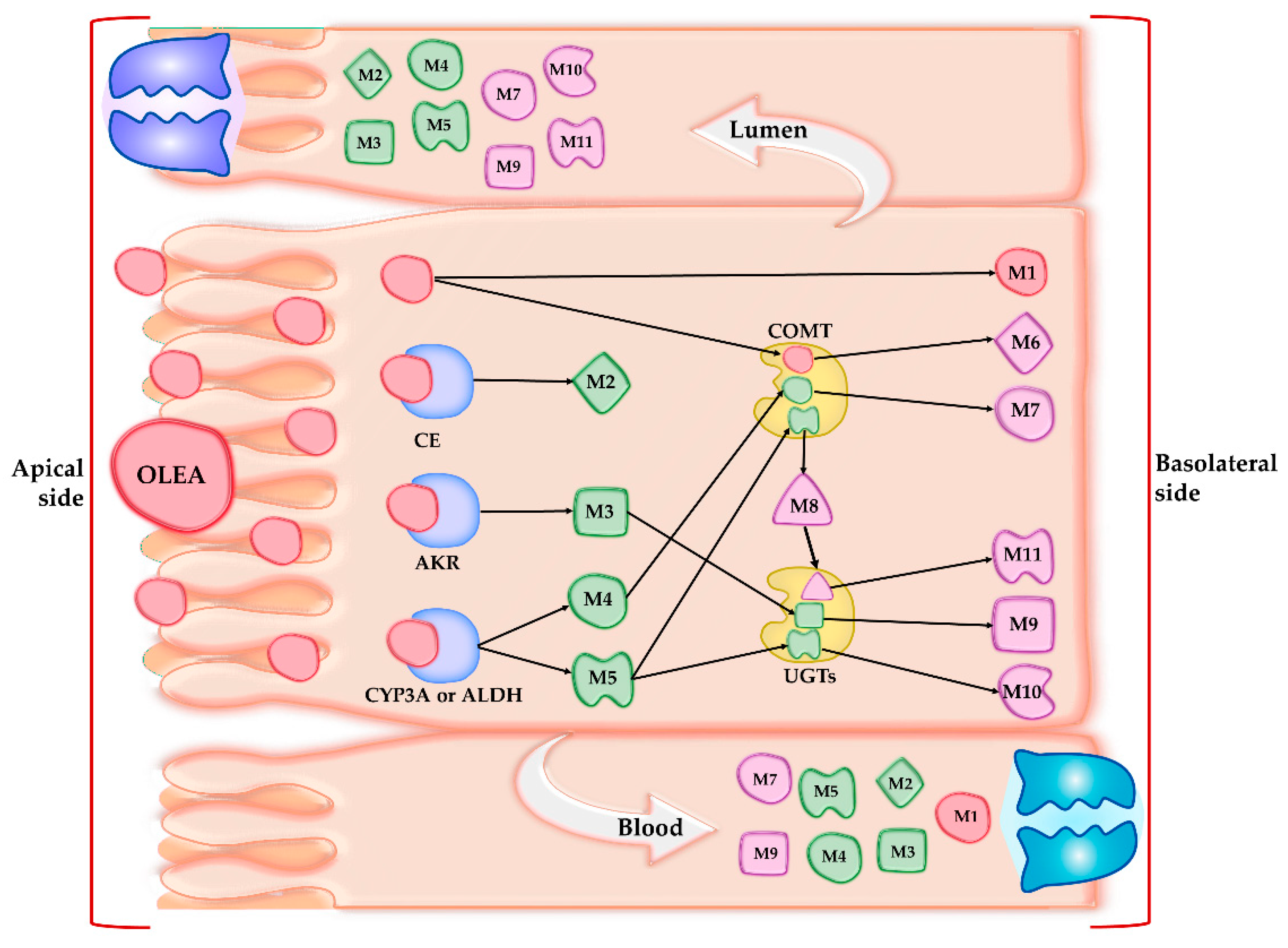 Pharmaceutics 13 00719 g004