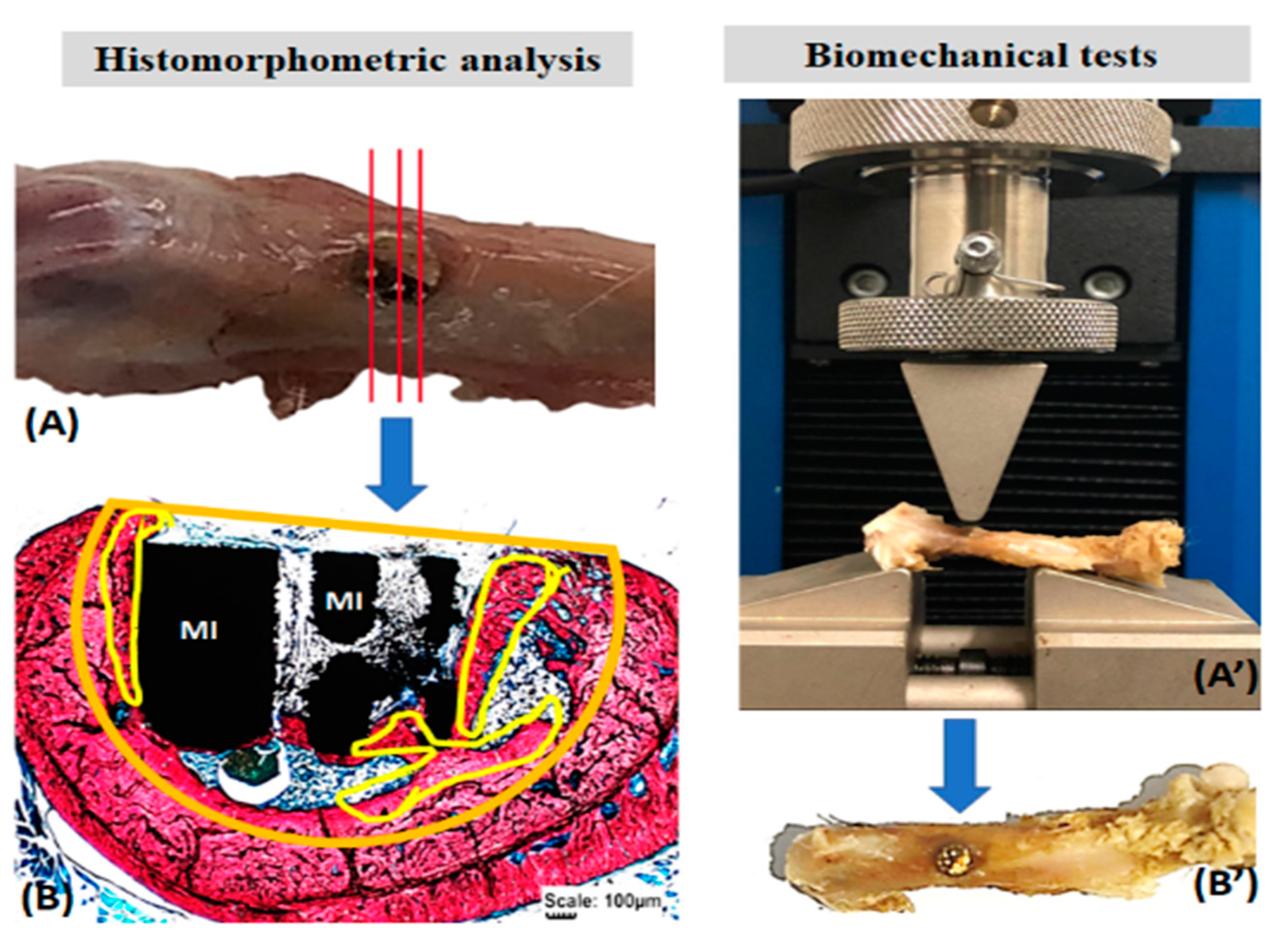 Pharmaceutics 13 00724 g002