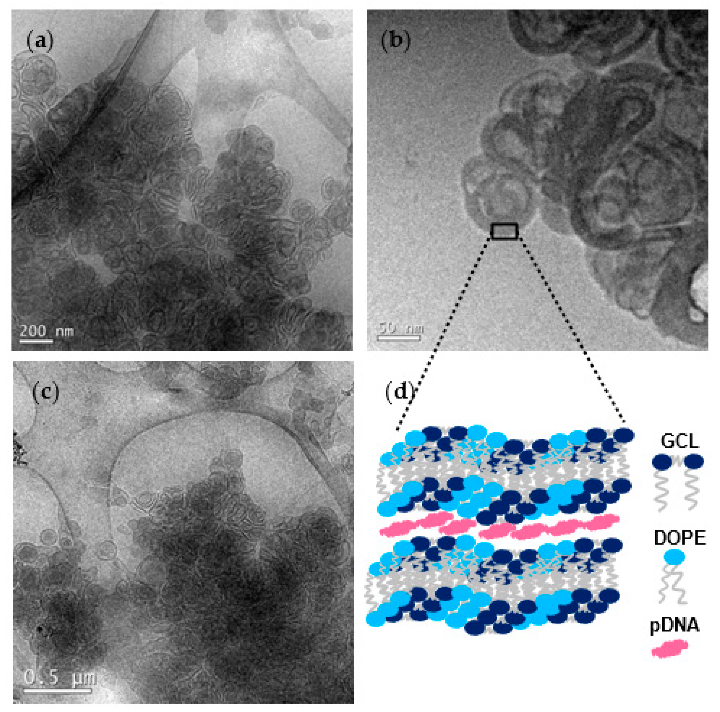 Pharmaceutics 13 00729 g003