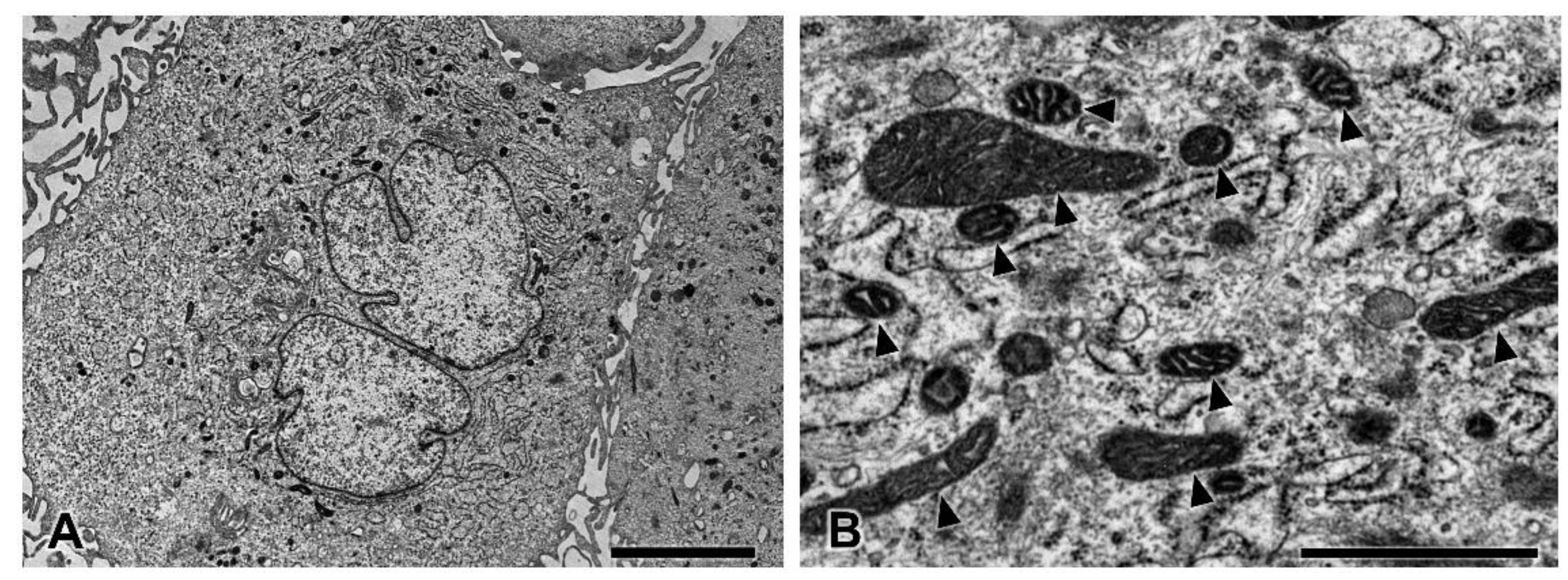 Pharmaceutics 13 00738 g005