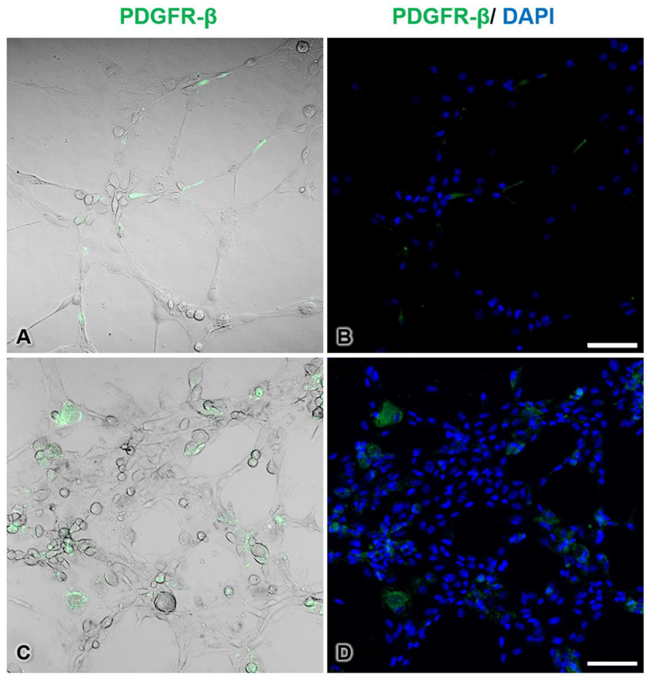 Pharmaceutics 13 00738 g008