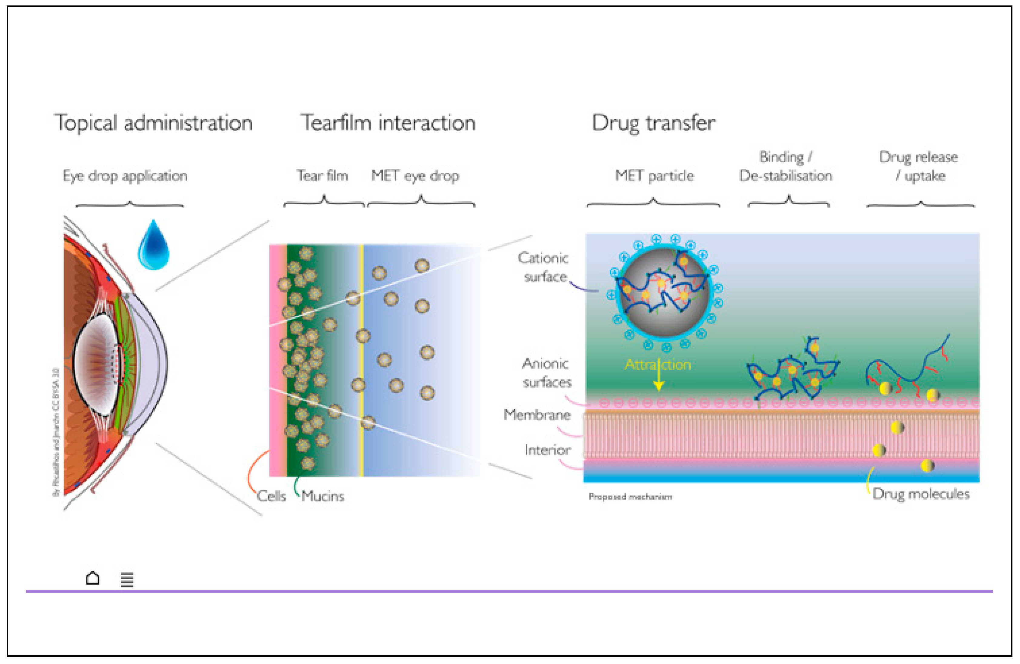 Pharmaceutics 13 00744 g003