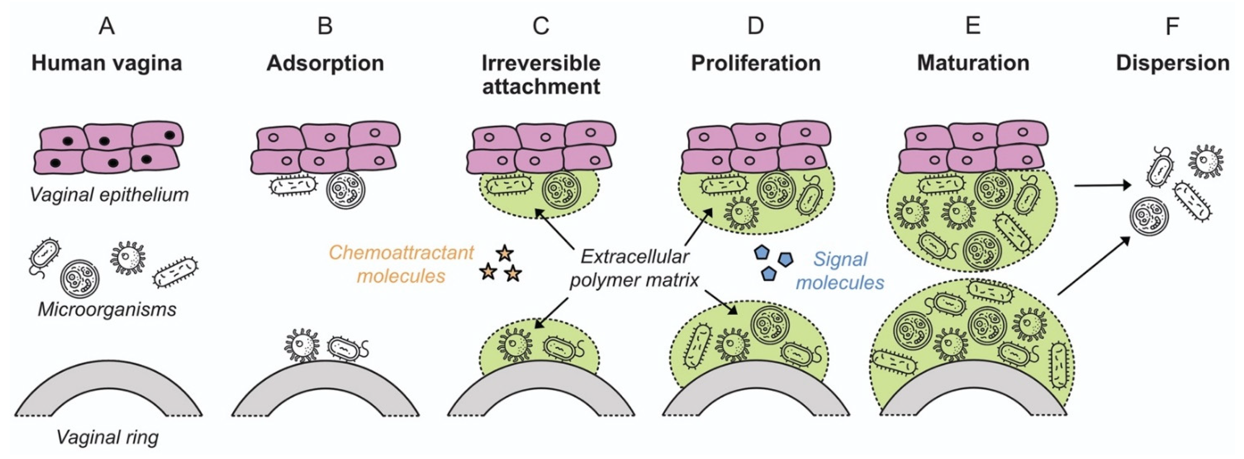 Pharmaceutics 13 00751 g002 Pharmaceutics 13 00751 g002
