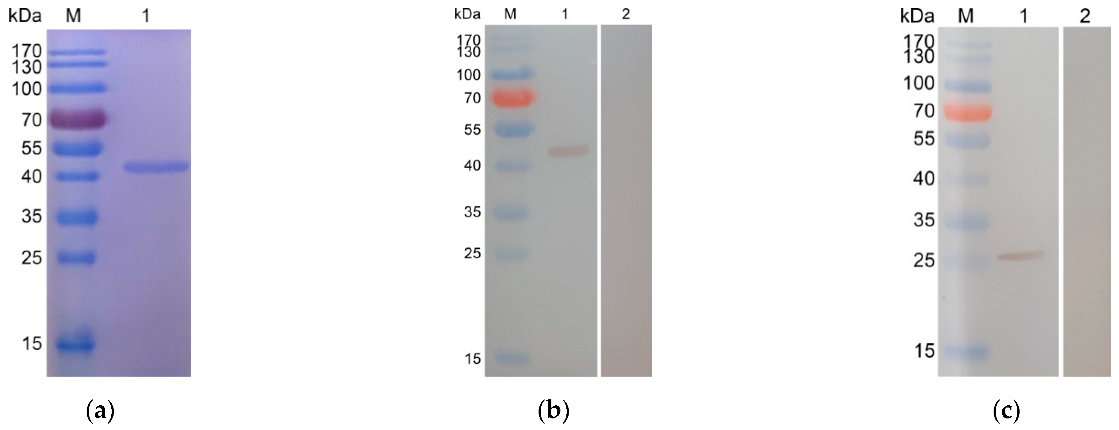 Pharmaceutics 13 00752 g001