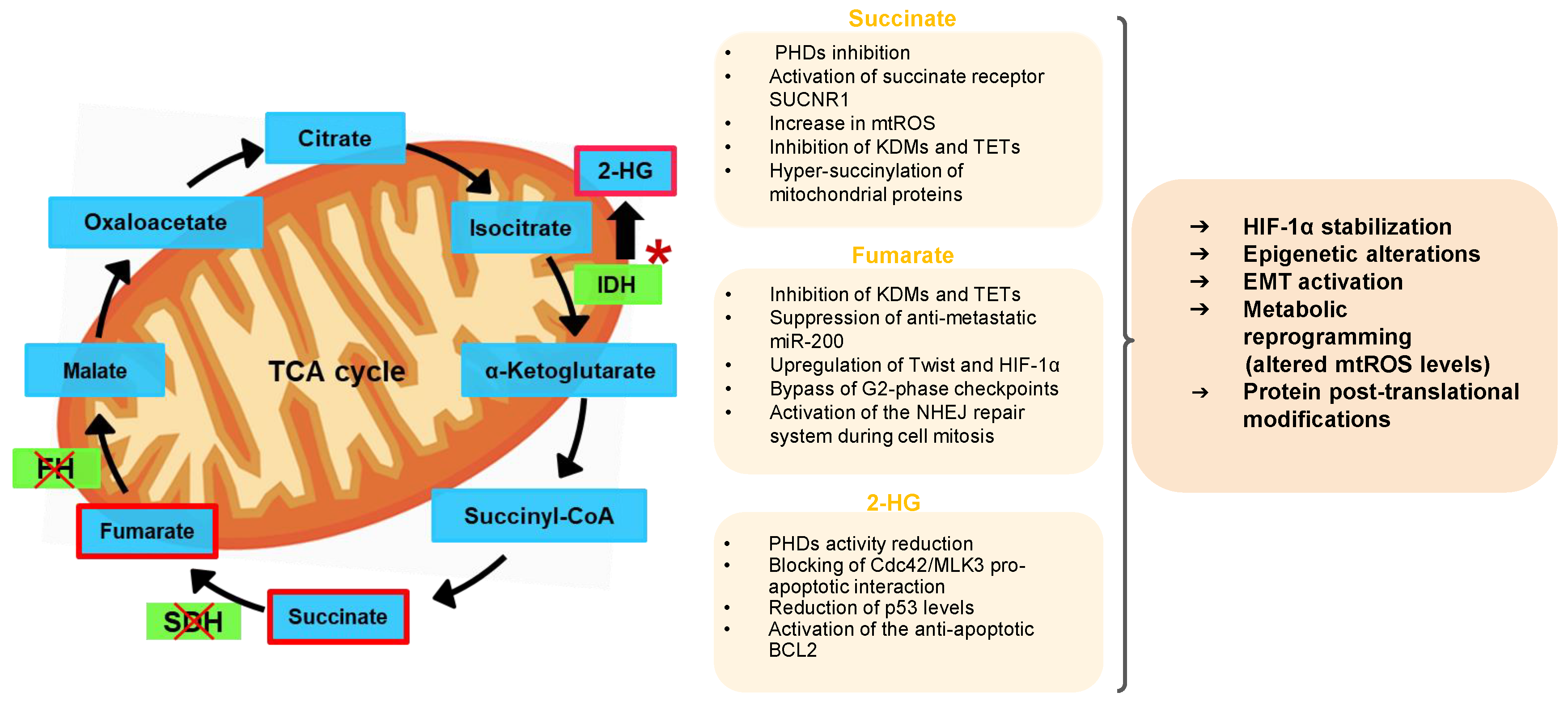 Pharmaceutics 13 00762 g001