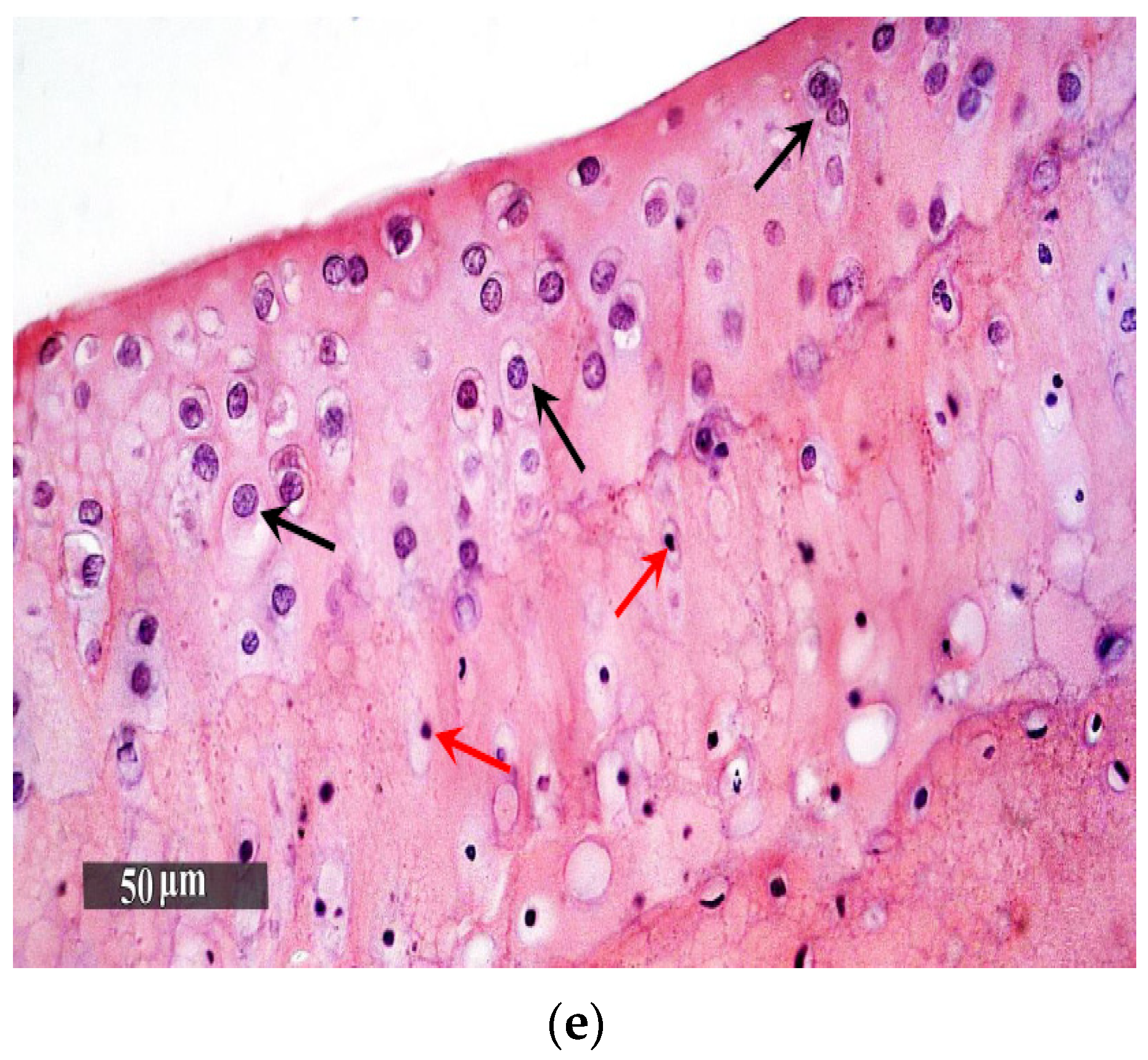 Pharmaceutics 13 00765 g008b Pharmaceutics 13 00765 g008b