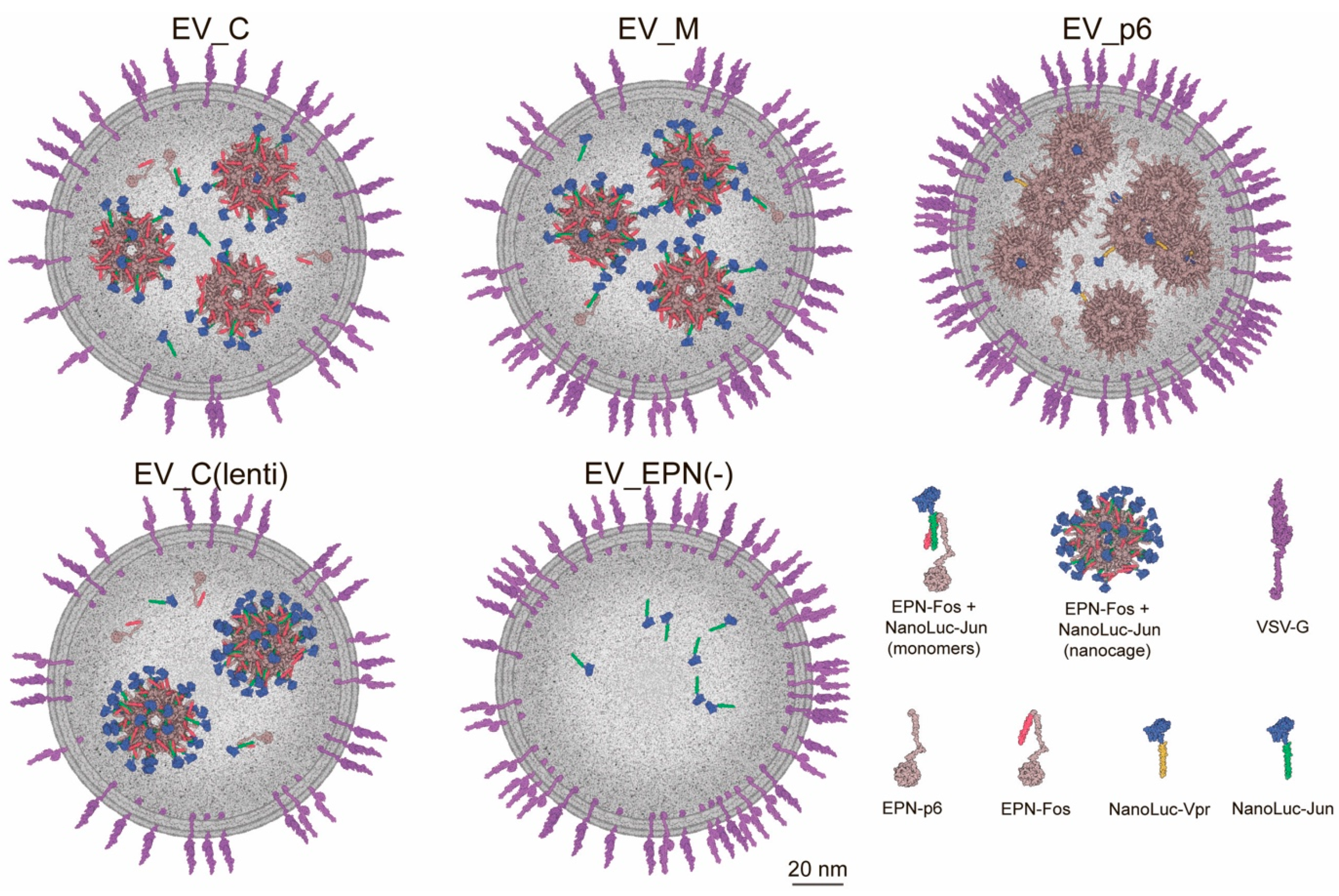 Pharmaceutics 13 00768 g006