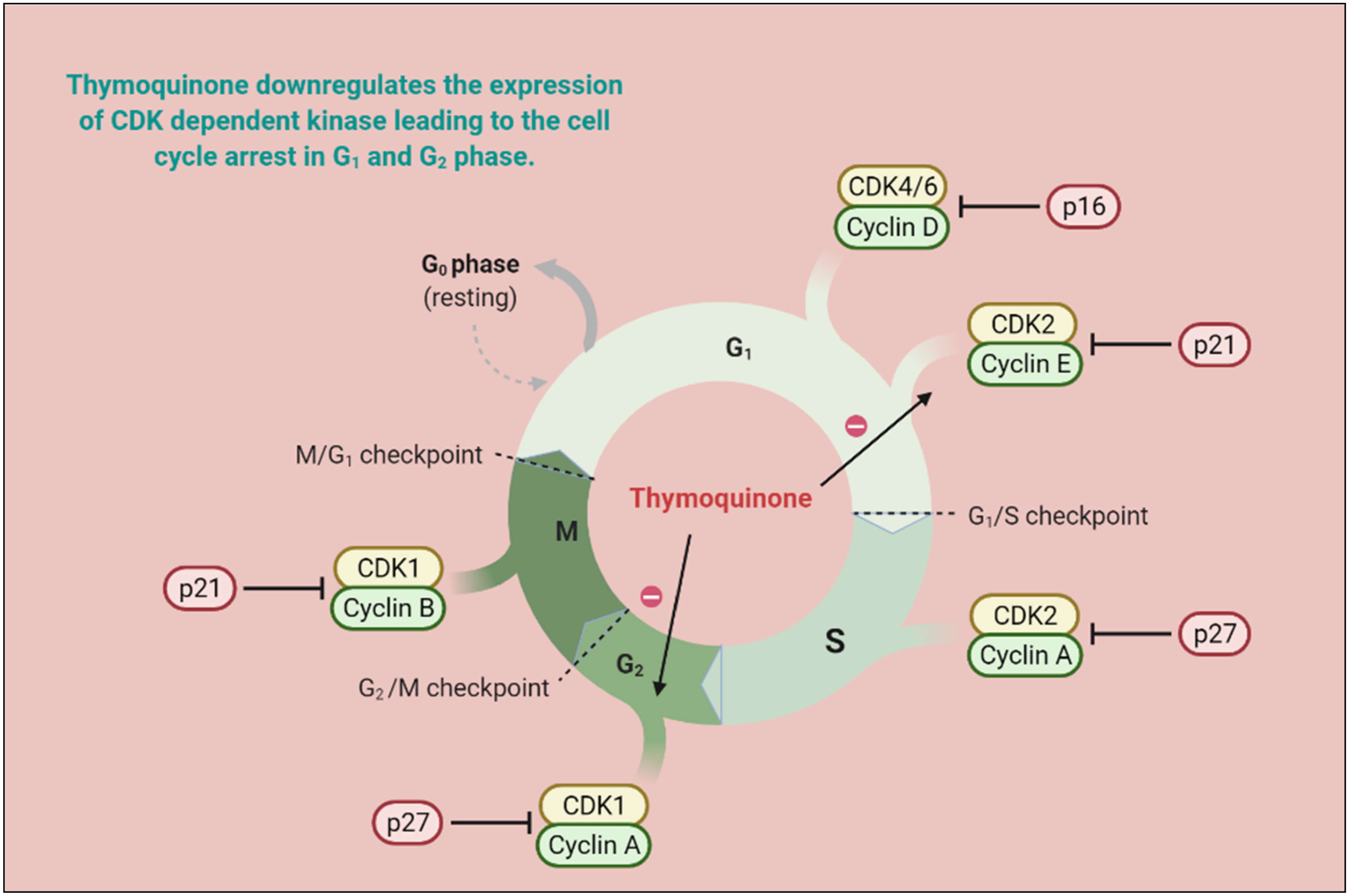 Pharmaceutics 13 00775 g004