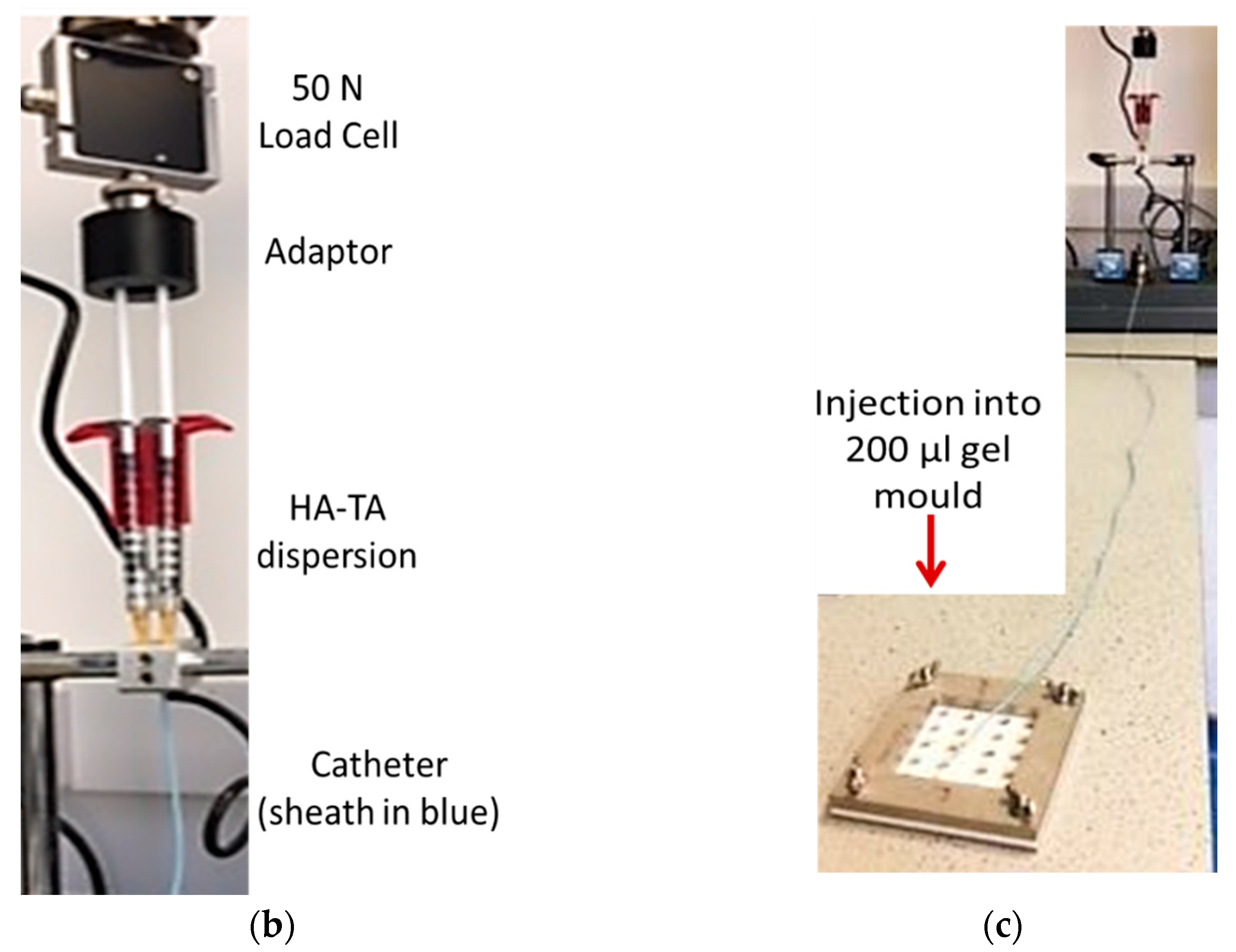 Pharmaceutics 13 00779 g002b