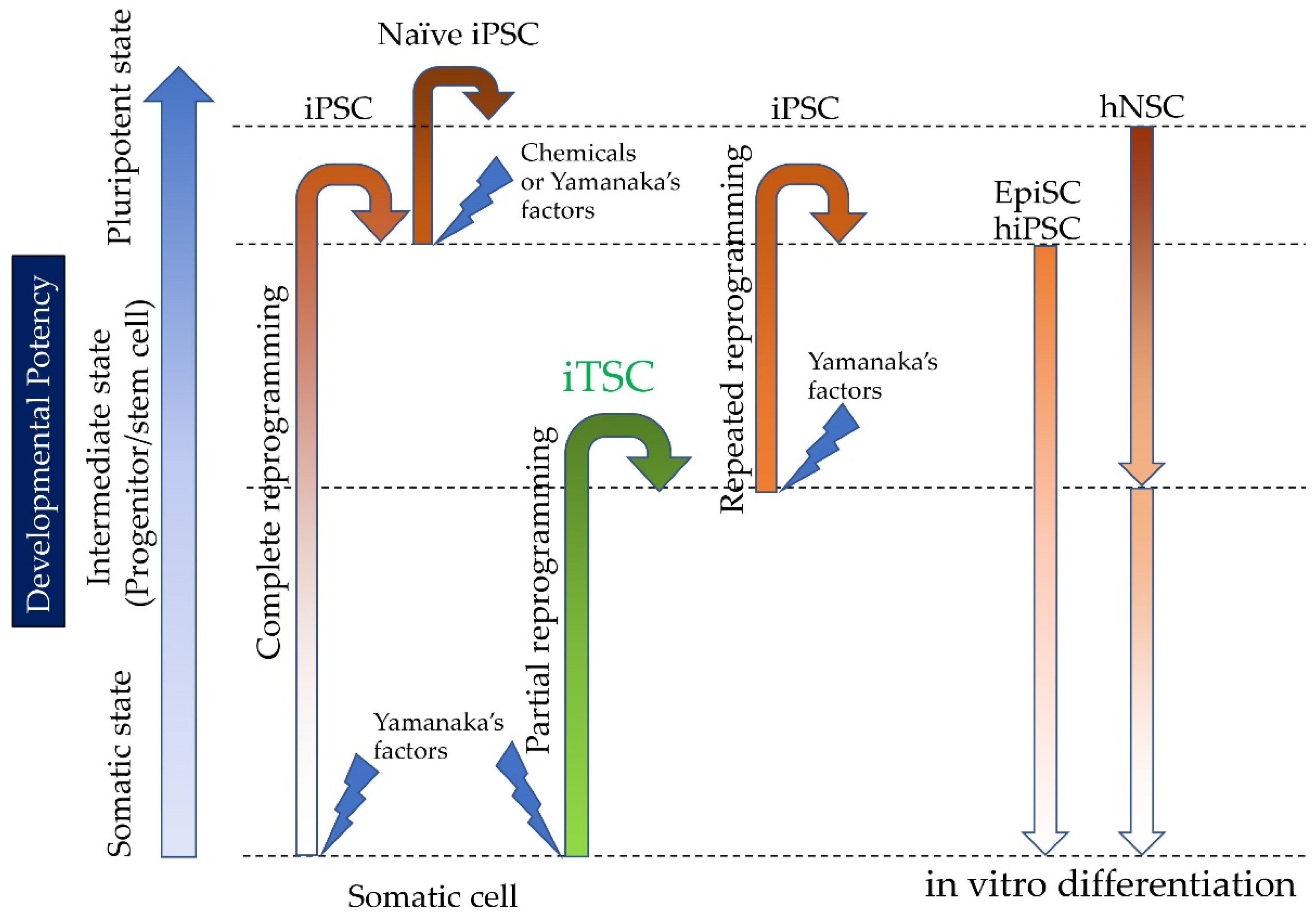 Pharmaceutics 13 00780 g003