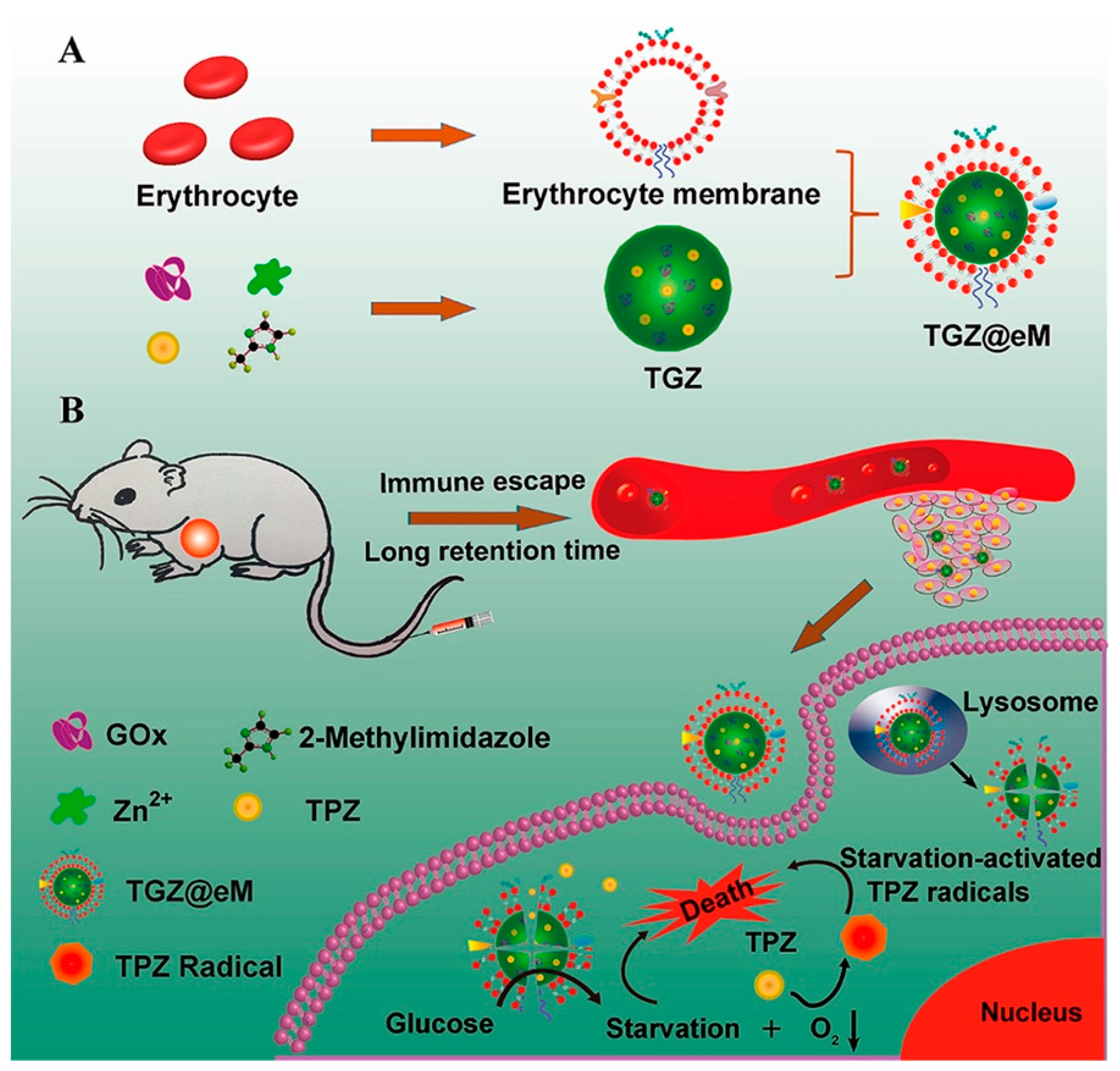 Pharmaceutics 13 00786 g005