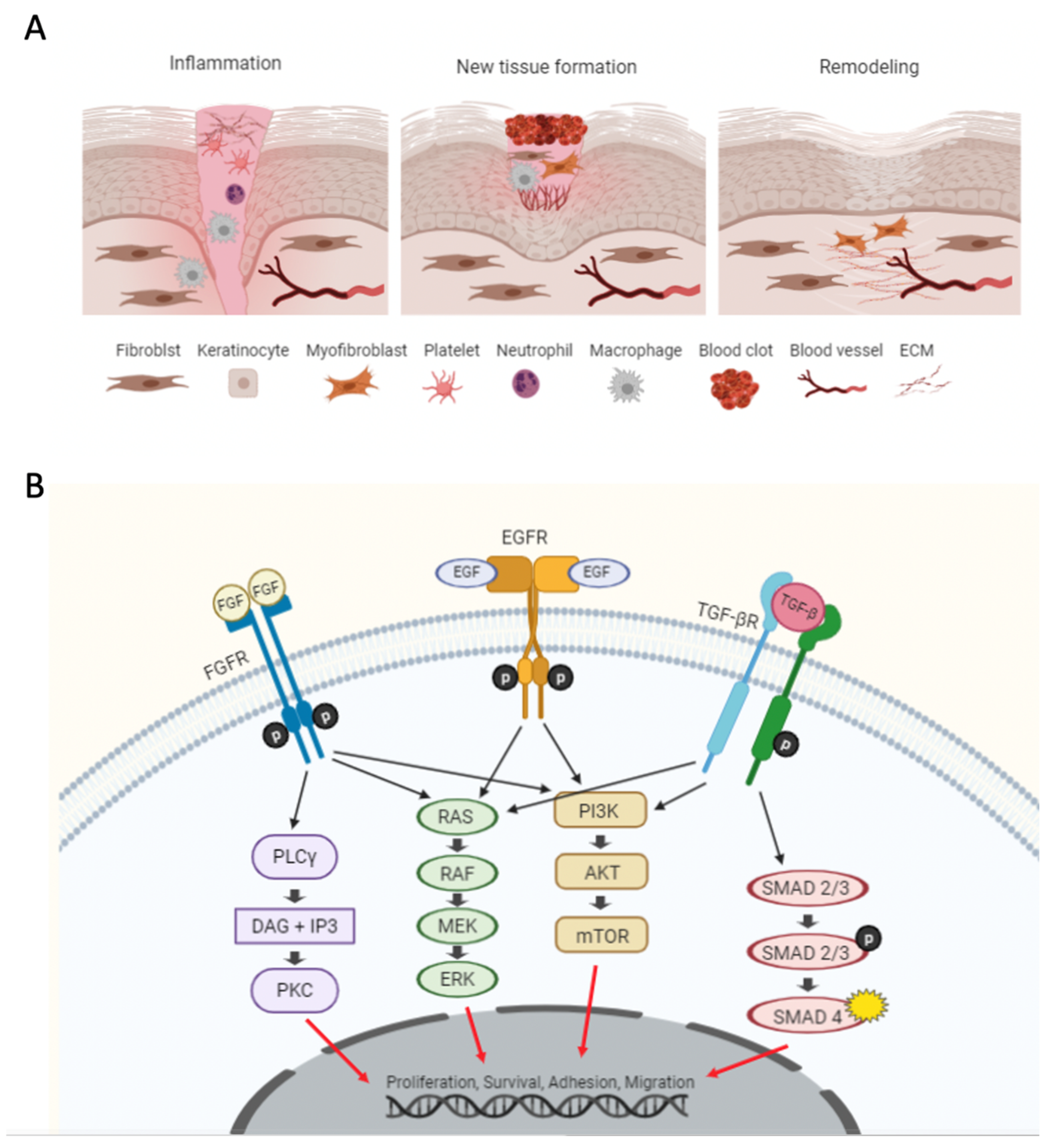 Pharmaceutics 13 00793 g001