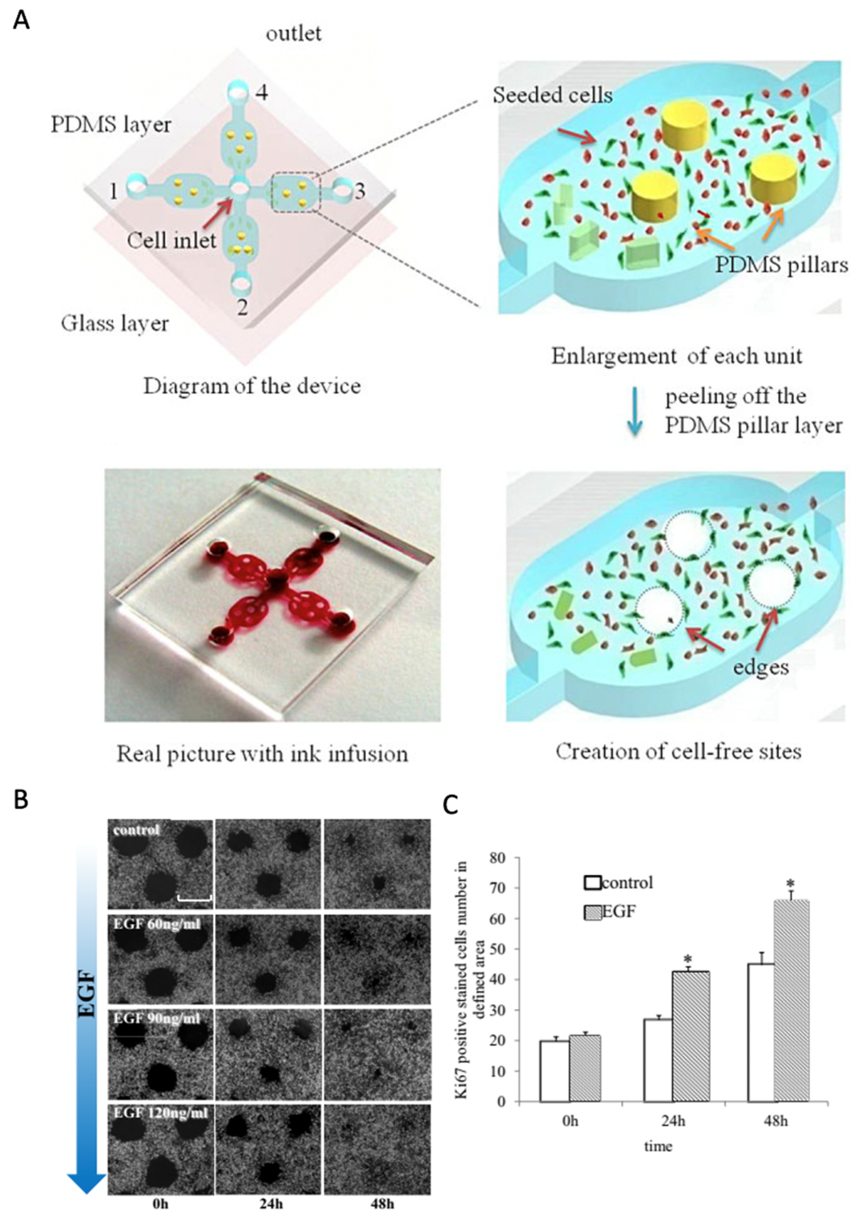 Pharmaceutics 13 00793 g004