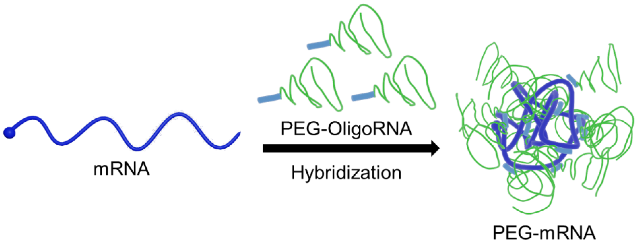Pharmaceutics 13 00800 g001
