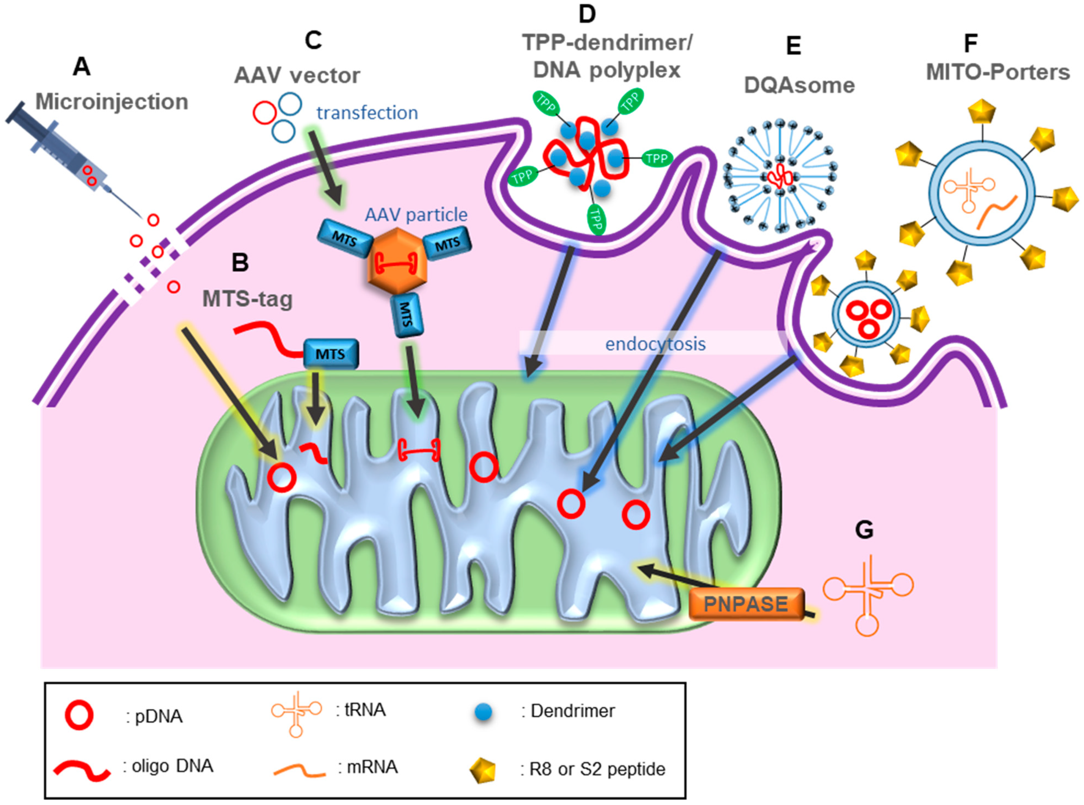 Pharmaceutics 13 00810 g002